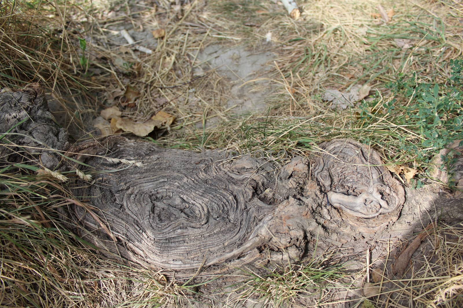 Details of above ground root of an old tree.