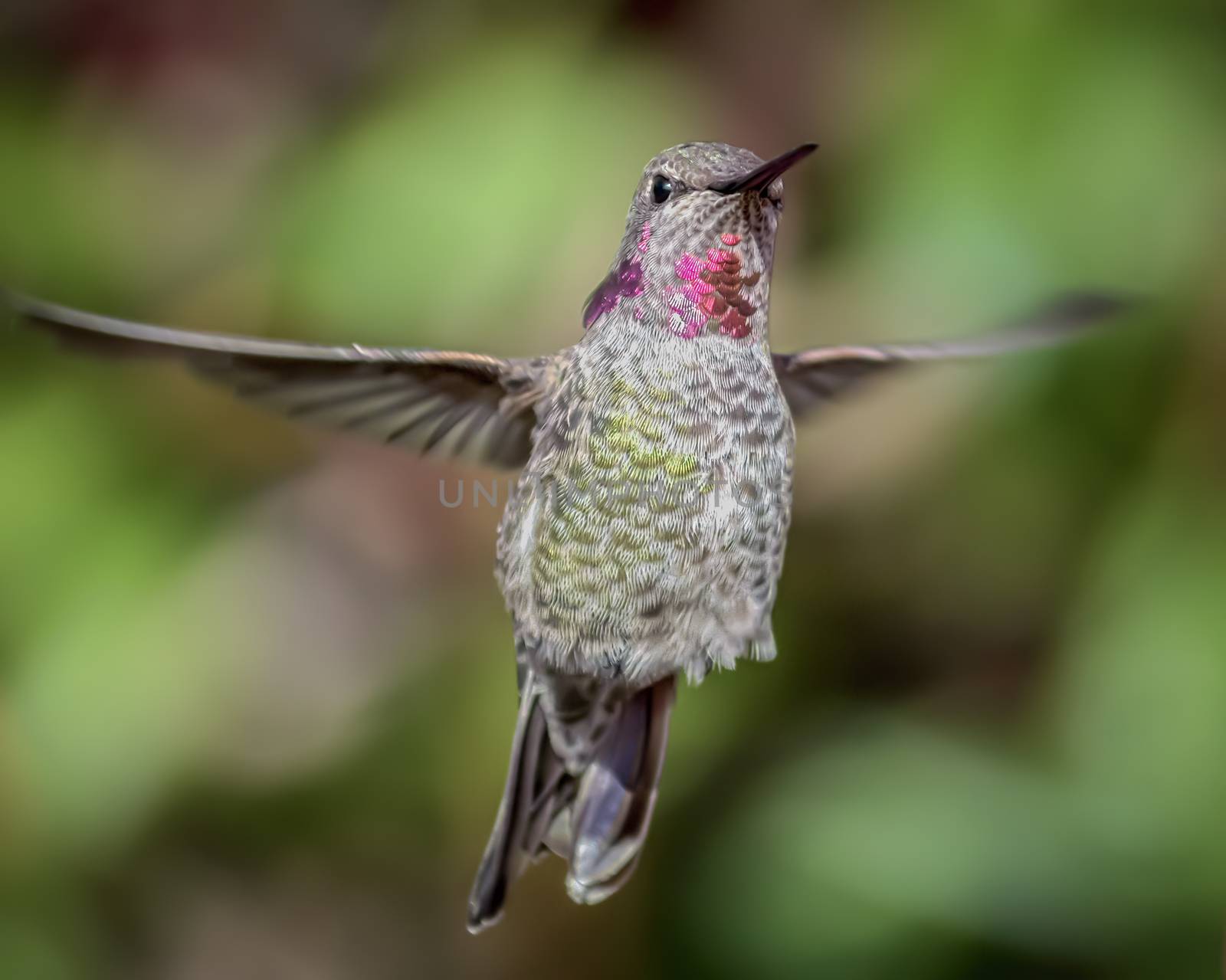 Anna's Hummingbird in Flight, Color Image, Day