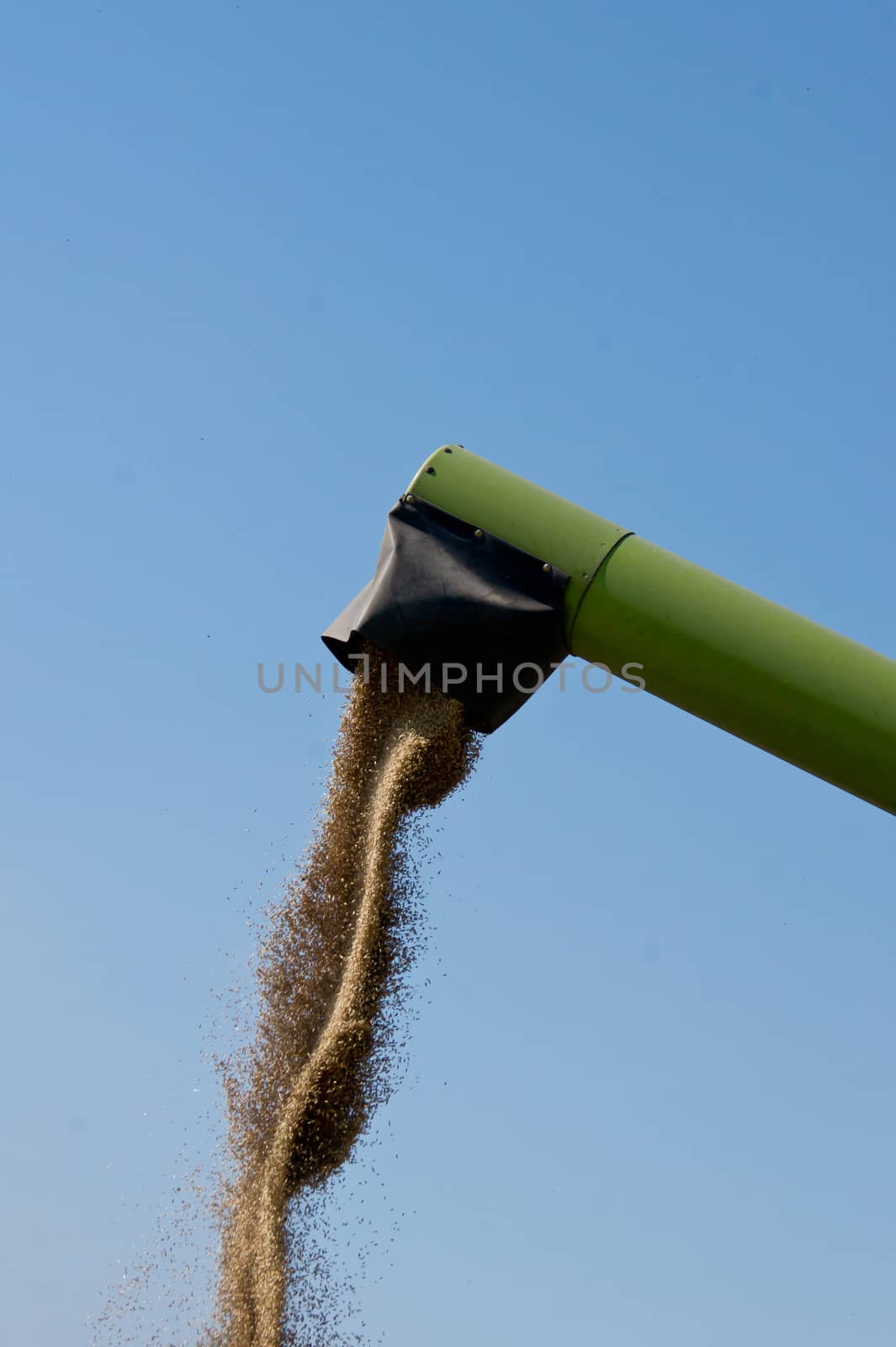 The combine harvester reaps the corn in the fields.