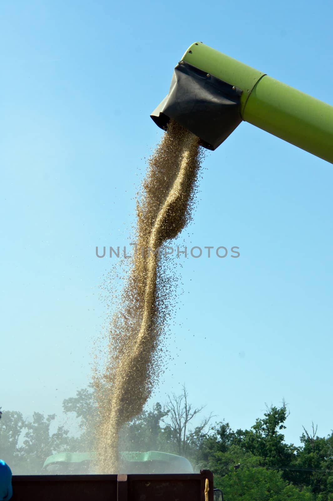 The combine harvester reaps the corn in the fields.