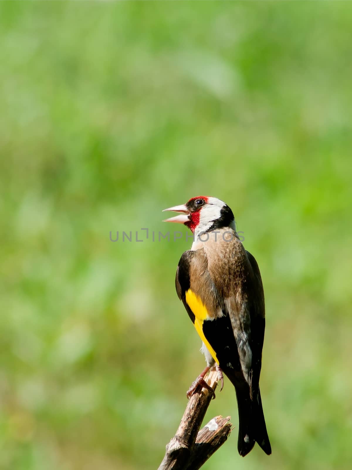 Young Goldfinch (Carduelis carduelis) sitting on the branch.