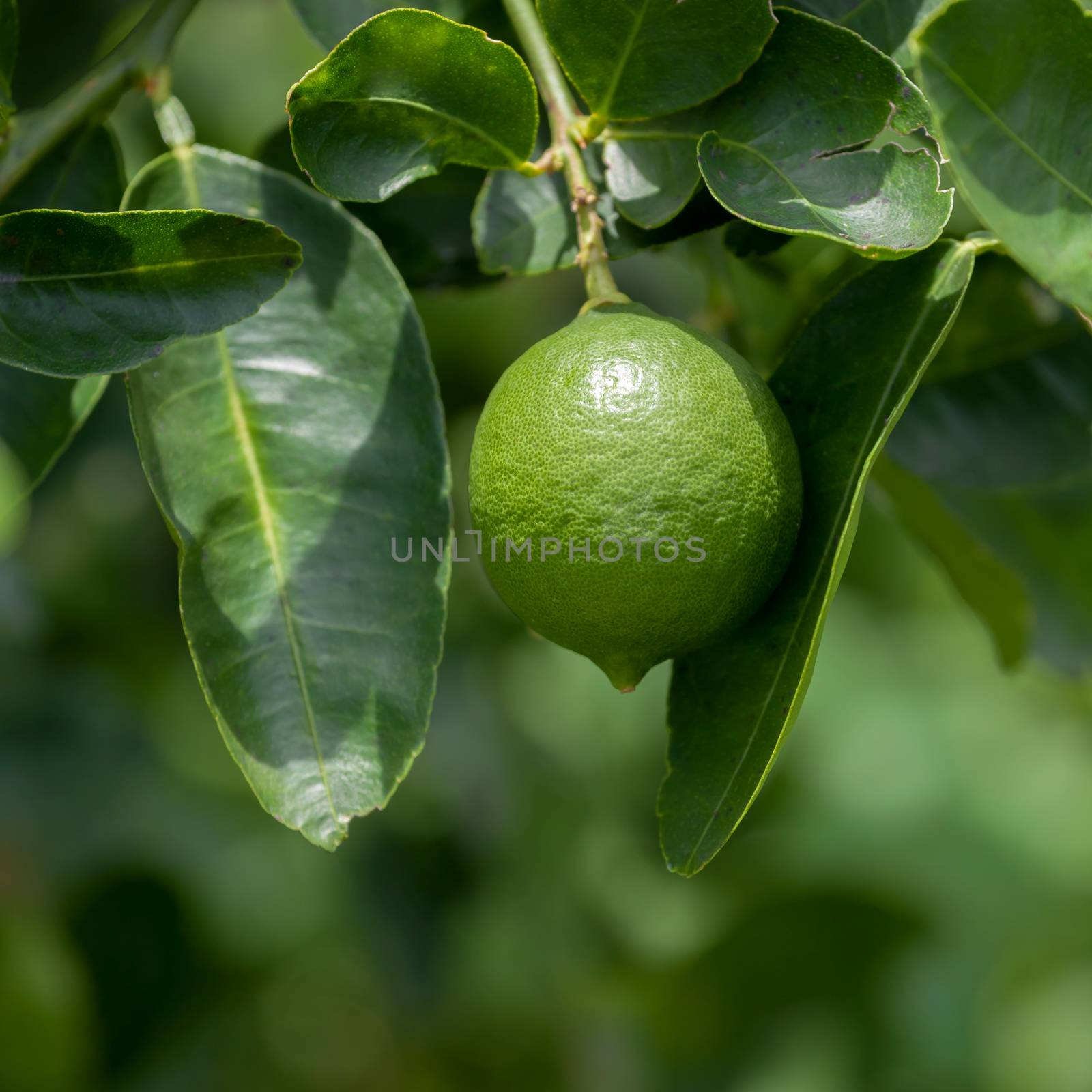 Lime tree and fresh green limes on the branch in the lime garden by kerdkanno