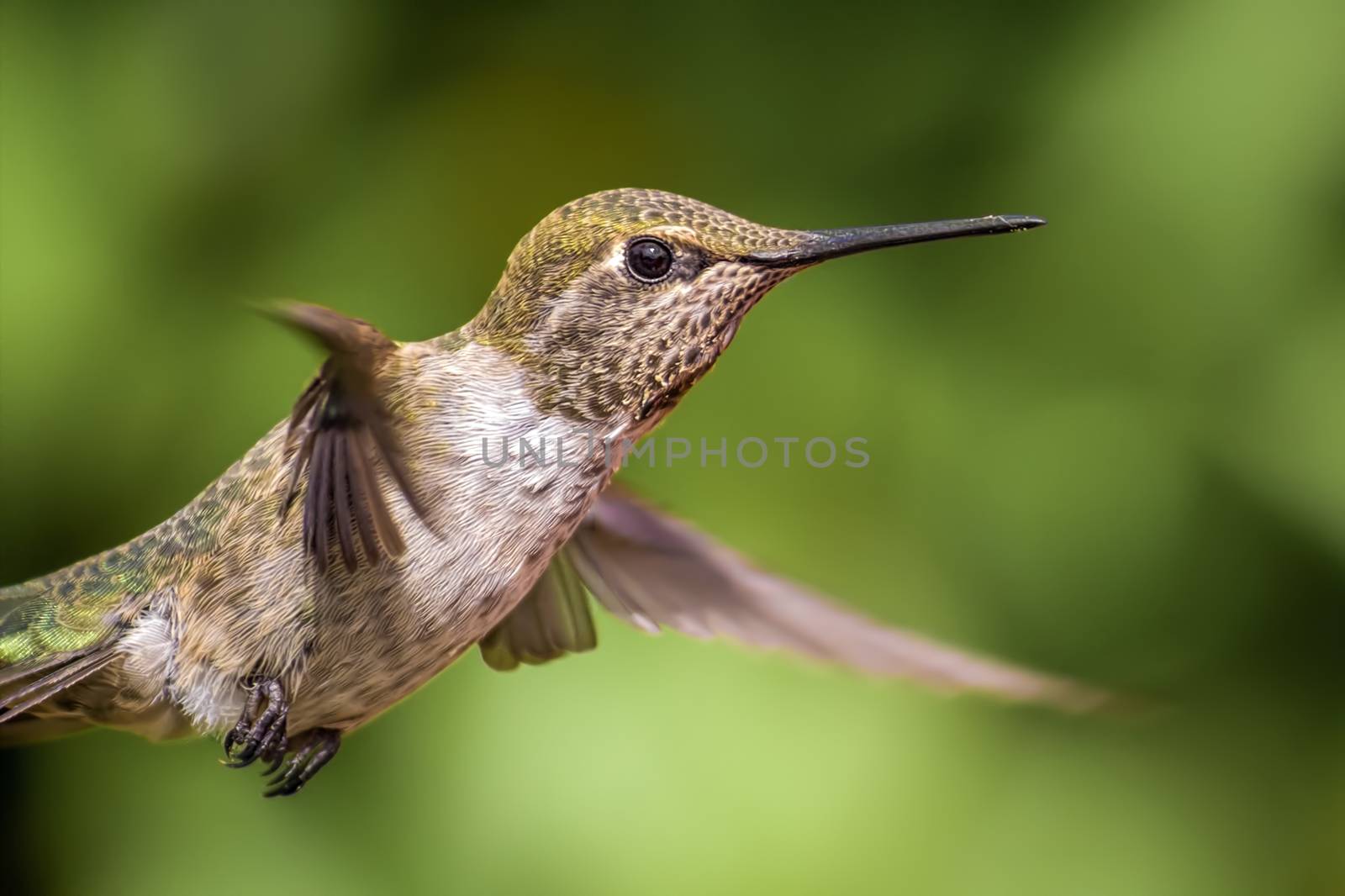 Anna's Hummingbird in Flight, Color Image, Day