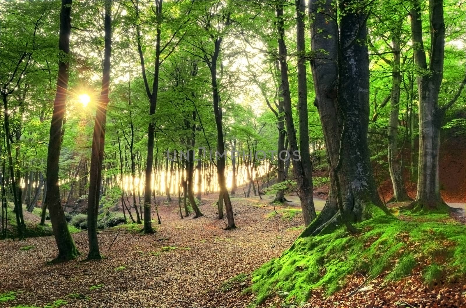 Nature conceptual image. Beautiful green forest in summer.