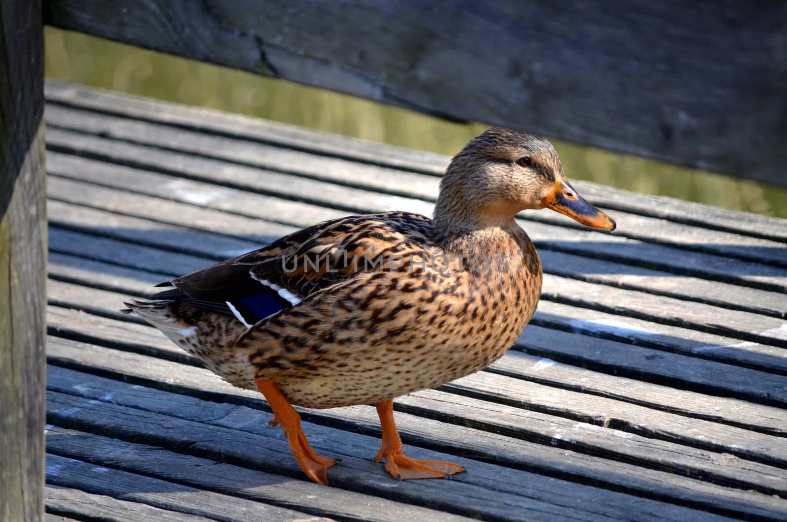 Happy duck by inguaribile