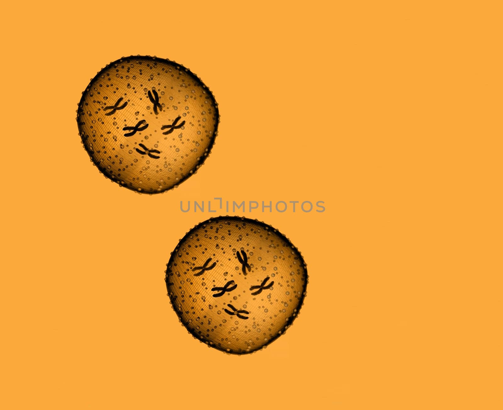 Two microbe orange seen in a microscope in a medical office by inguaribile