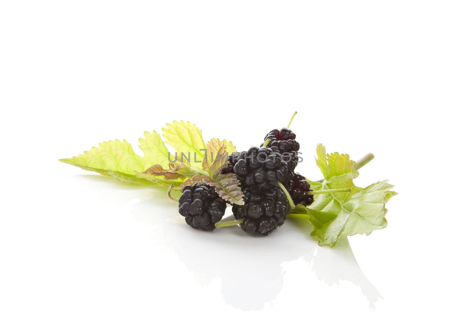 Mulberry fruit with leaves isolated on white background with reflection. Healthy summer fruit eating. Morus fruit.