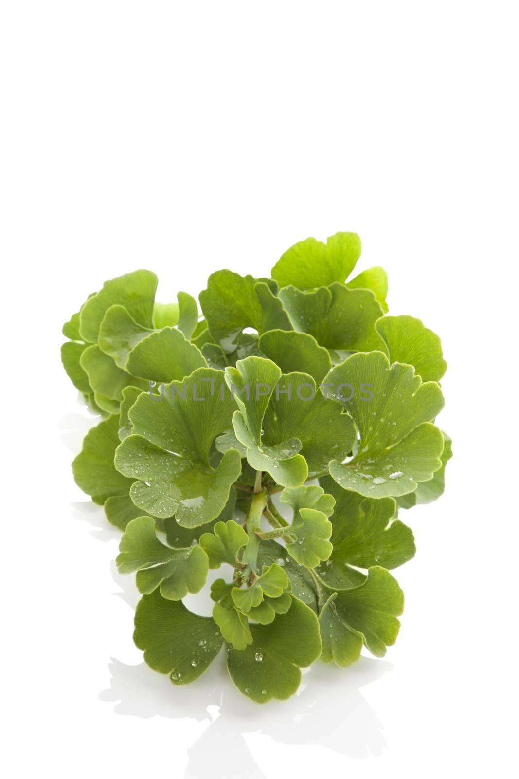 Ginkgo biloba isolated on white background. Memory and concentration. Alternative medicine.