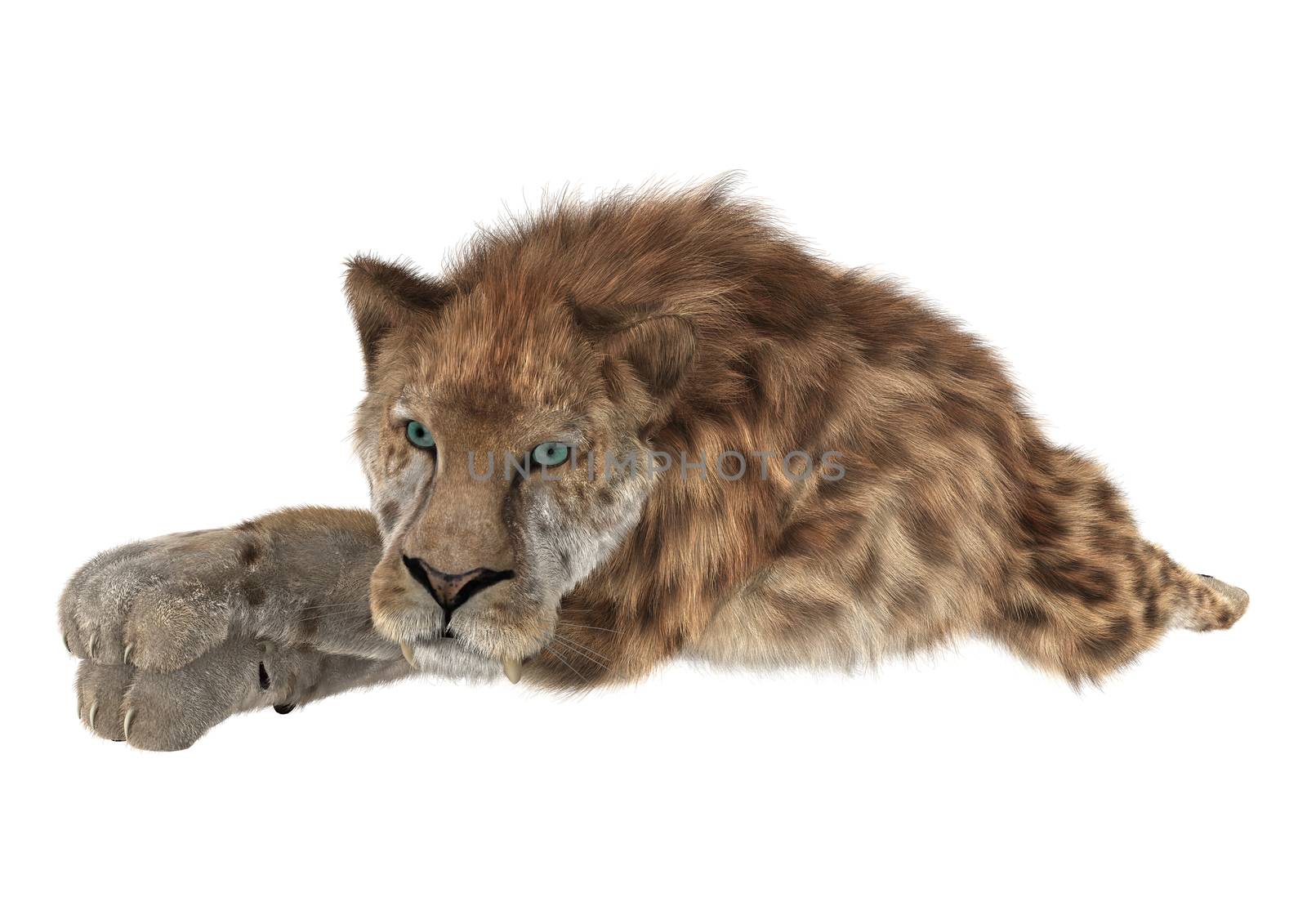 3D digital render of a smilodon or a saber toothed cat isolated on white background
