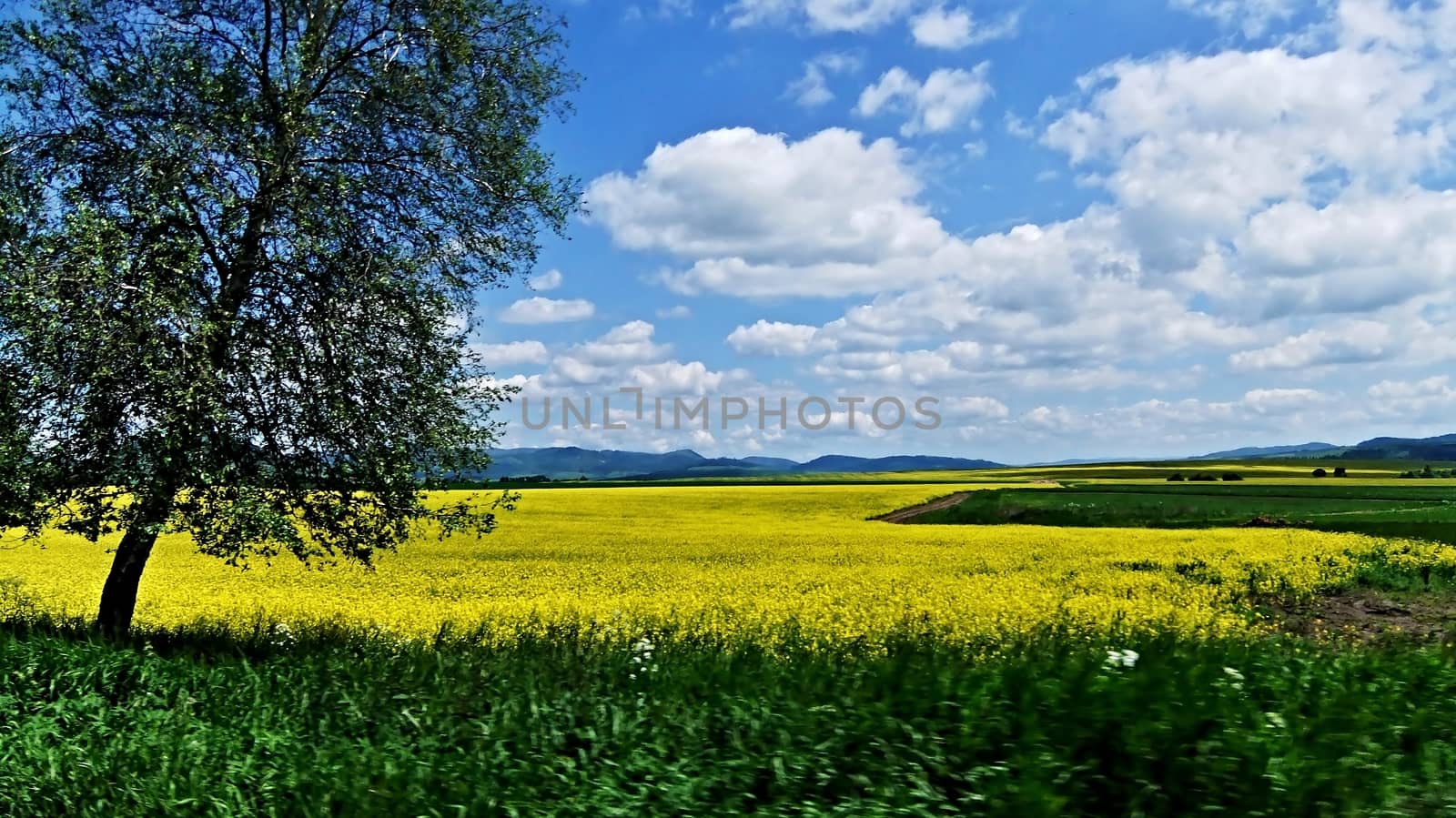 Field Of Rape with silver birch tree on left side in Slovakia