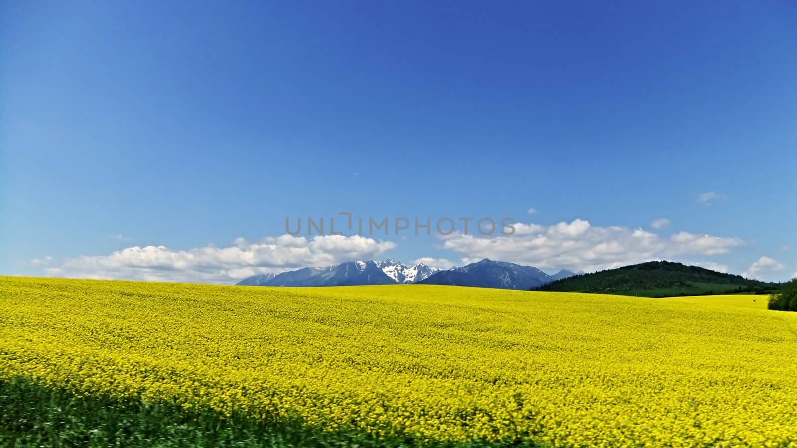 Rape field with High Tatras mountains in the background in Slovakia