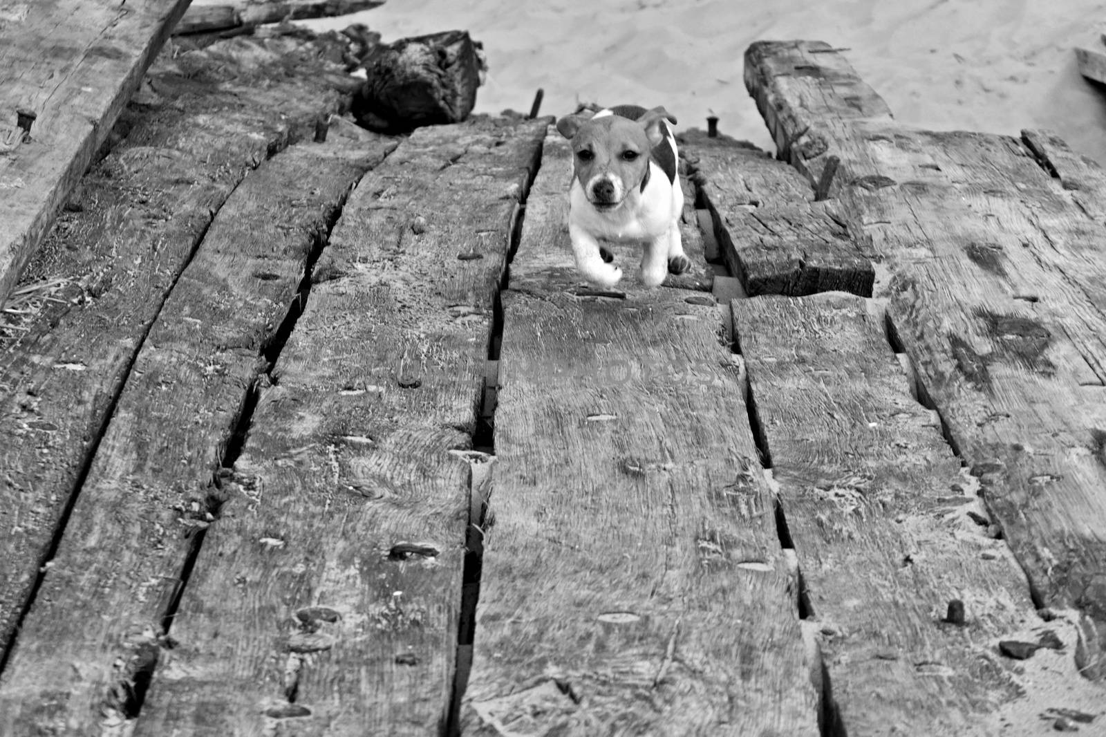 Puppy Jack Russel is runing in old shipwreck