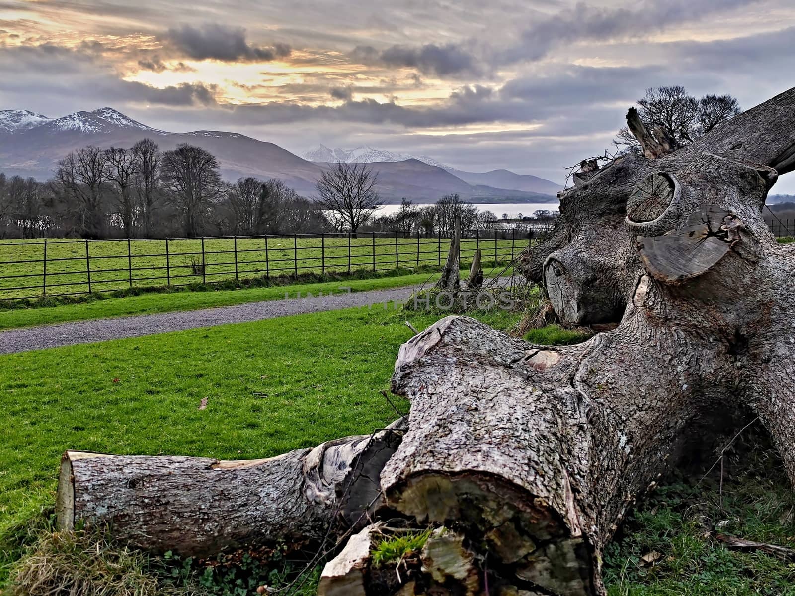 Old  fallen tree on the ground with mountains and Lough Leane Lake in behind. Killarney national park Ireland