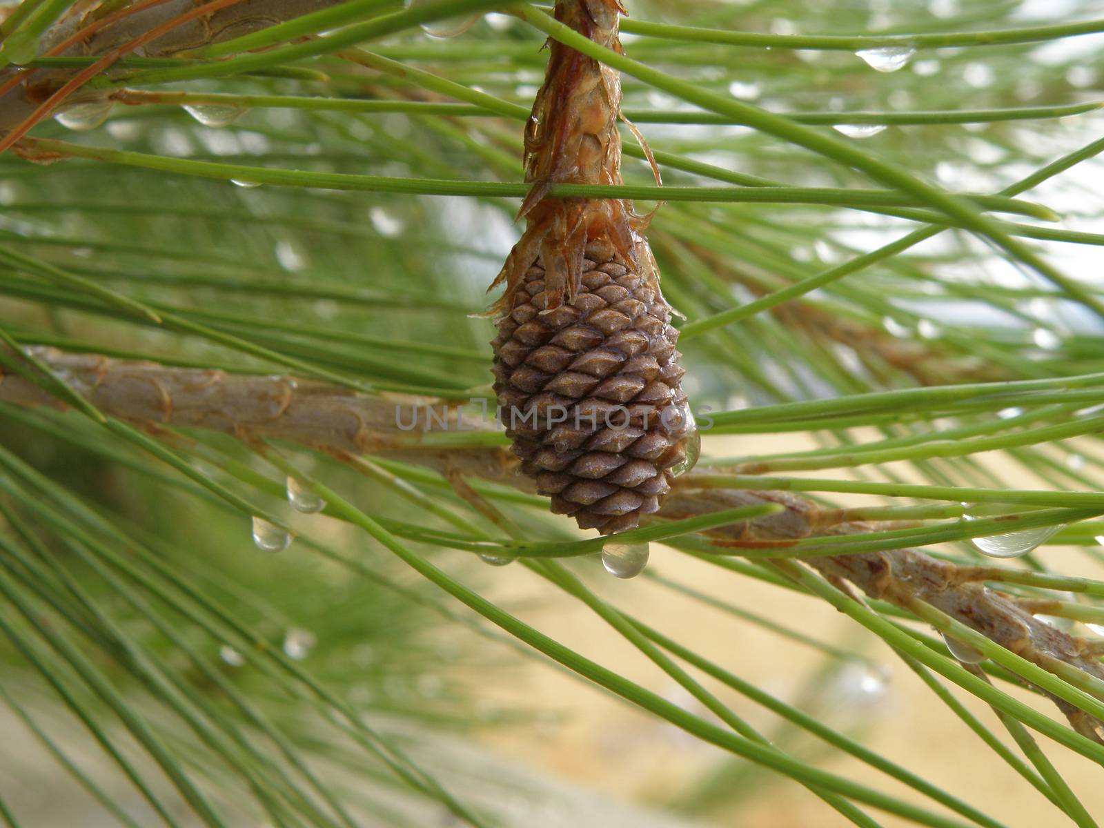 pine tree by artbox