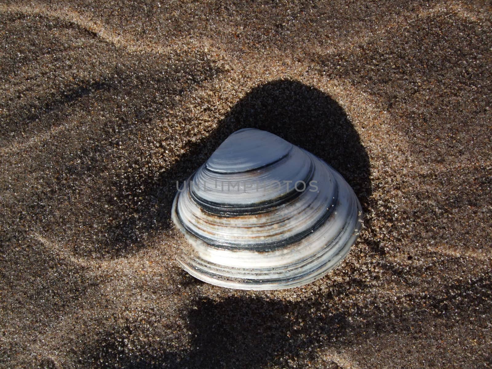 Mussel on sand at the beach