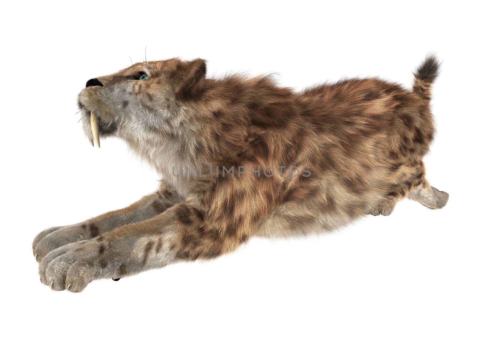 3D digital render of a smilodon or a saber toothed cat isolated on white background