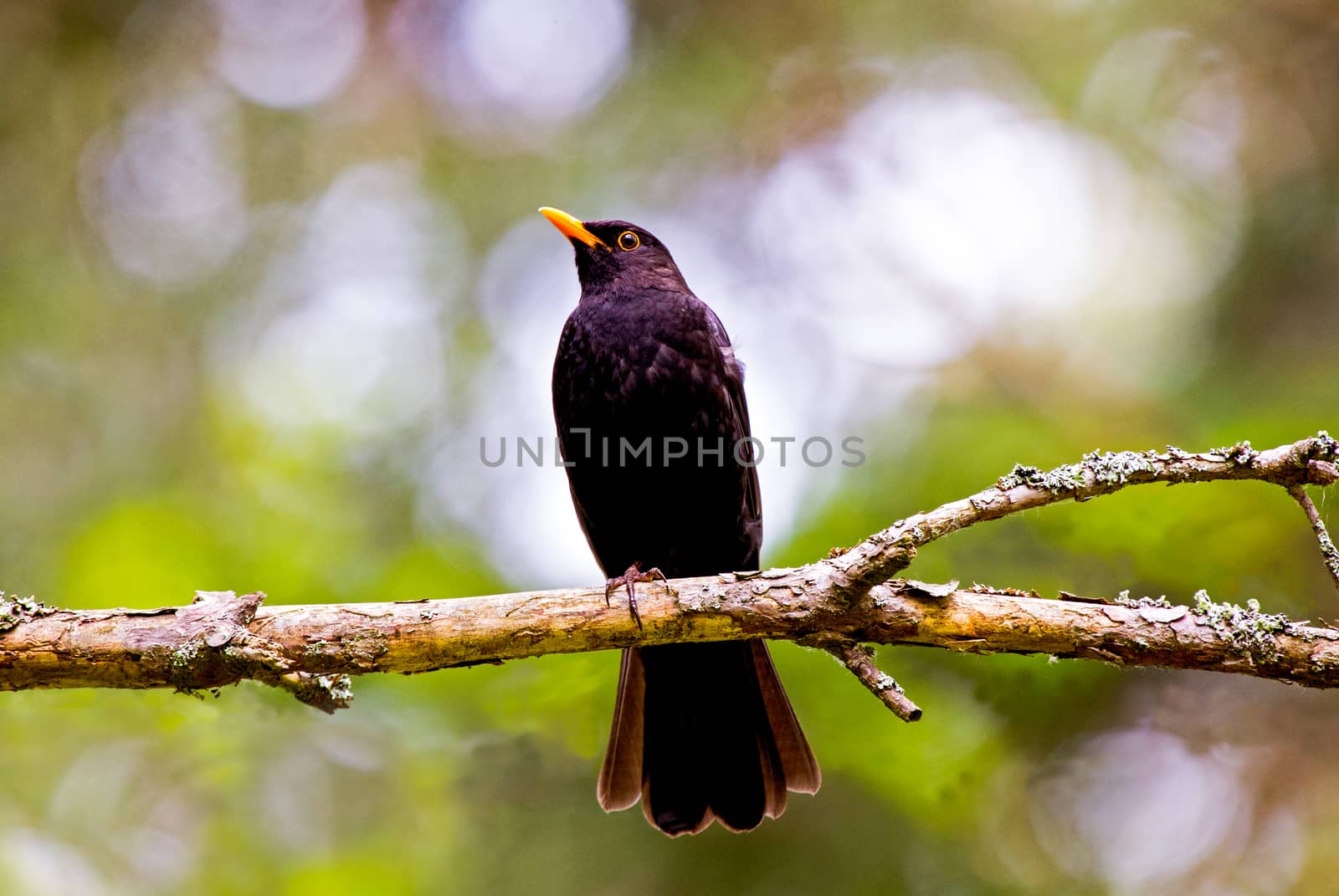 Common Blackbird on a branch