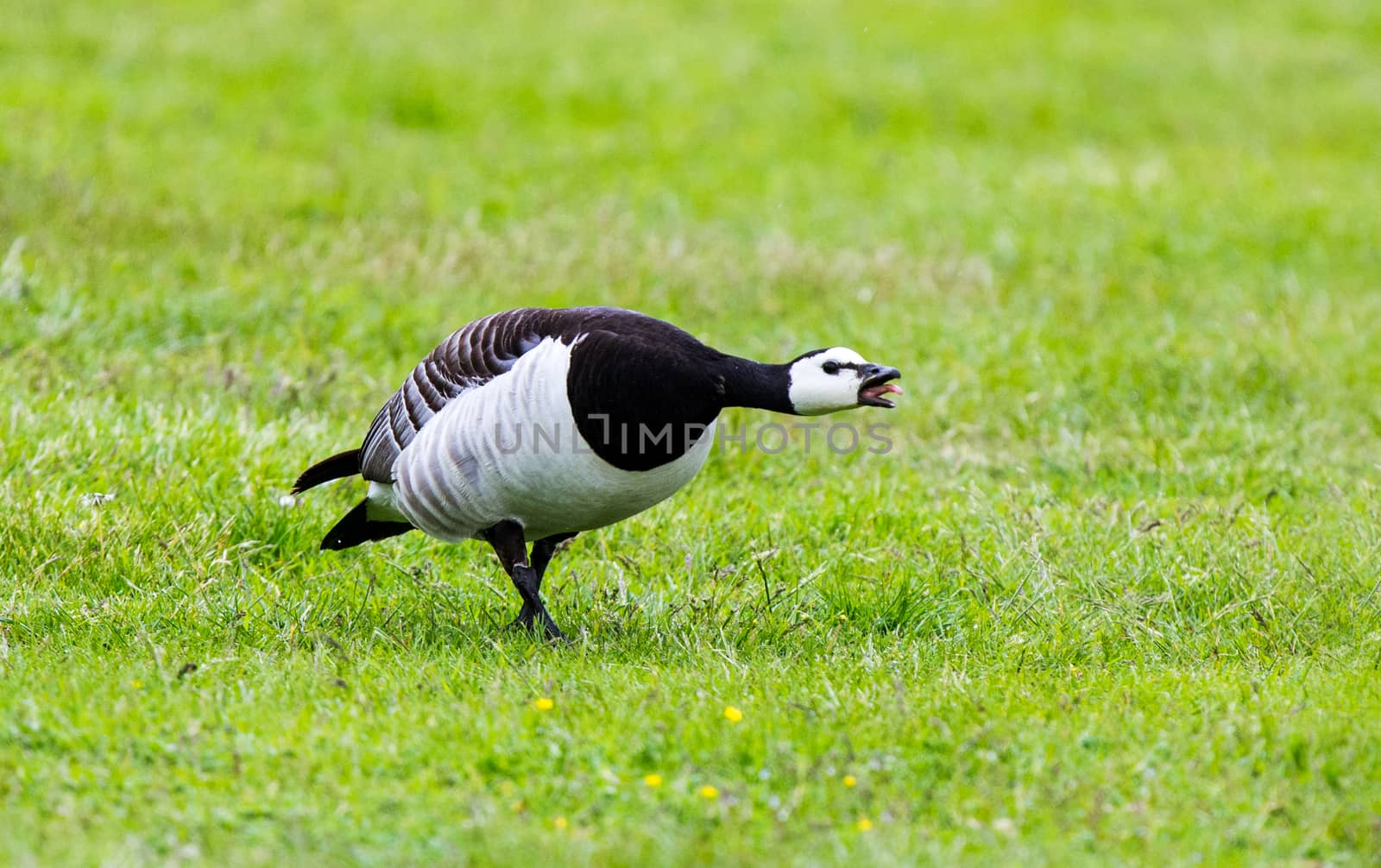 Barnacle Goose by thomas_males