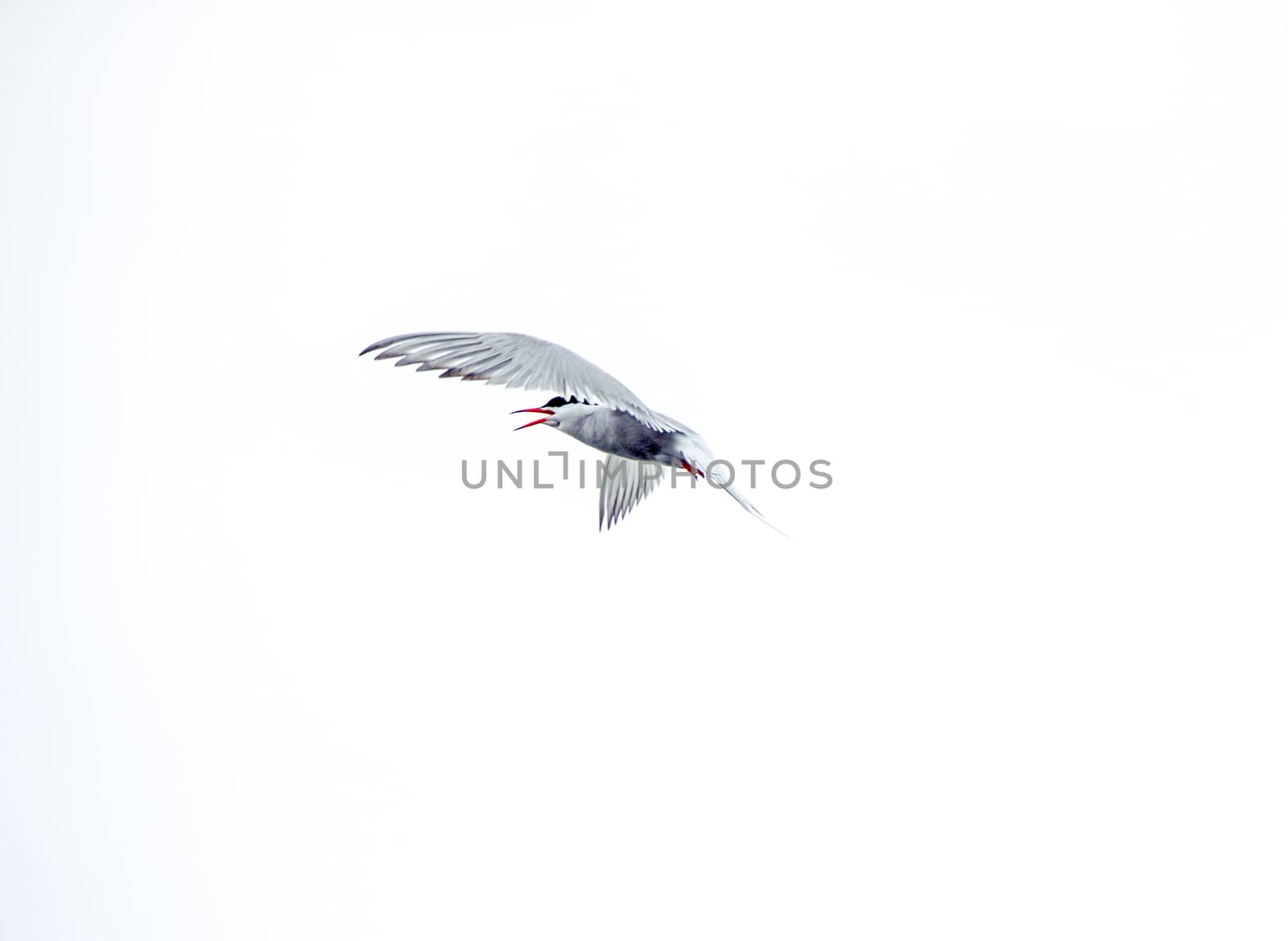 Artic tern locating its prey
