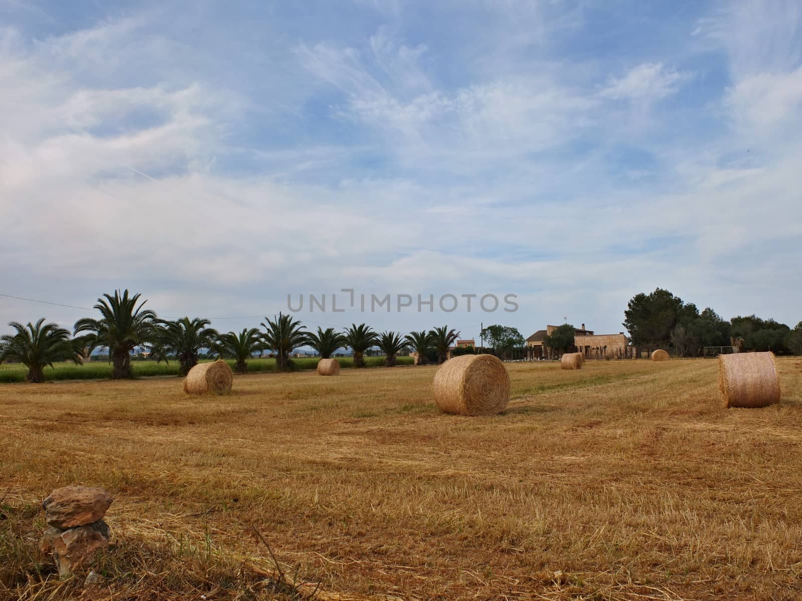 Bales of straw on the field with palms in behind
