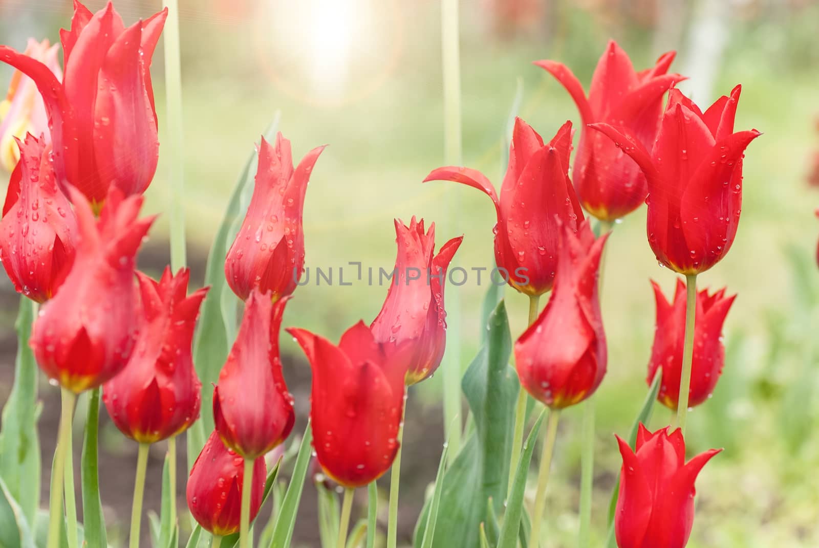 Red tulips growing in the flowerbed, with shallow depth of field