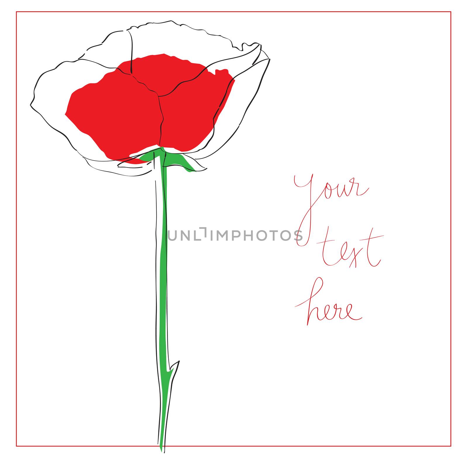 Sparse floral card composition with one poppy, hand drawn illustration isolatded on white