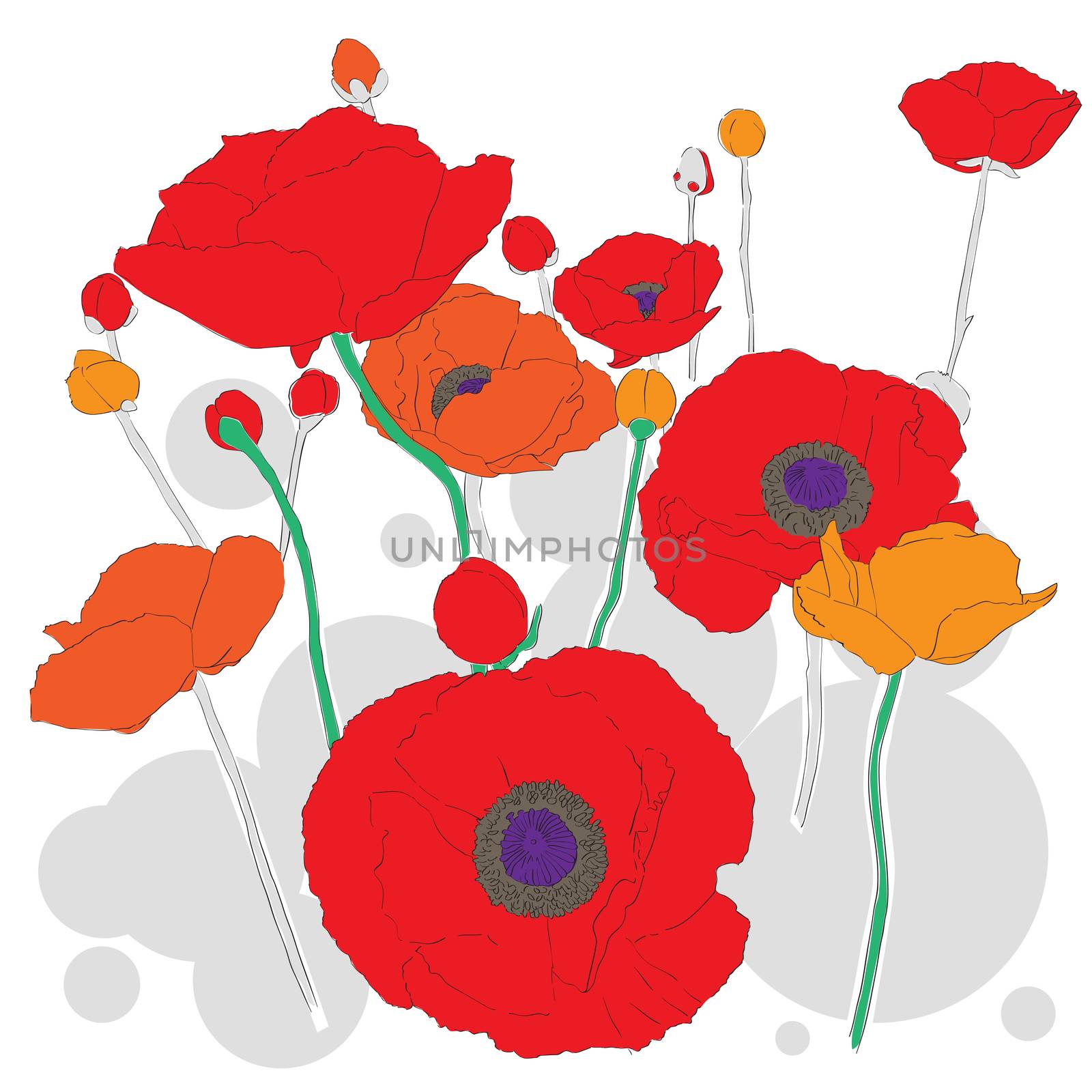 Hand drawn floral decorative composition with poppies and grey bubbles over white