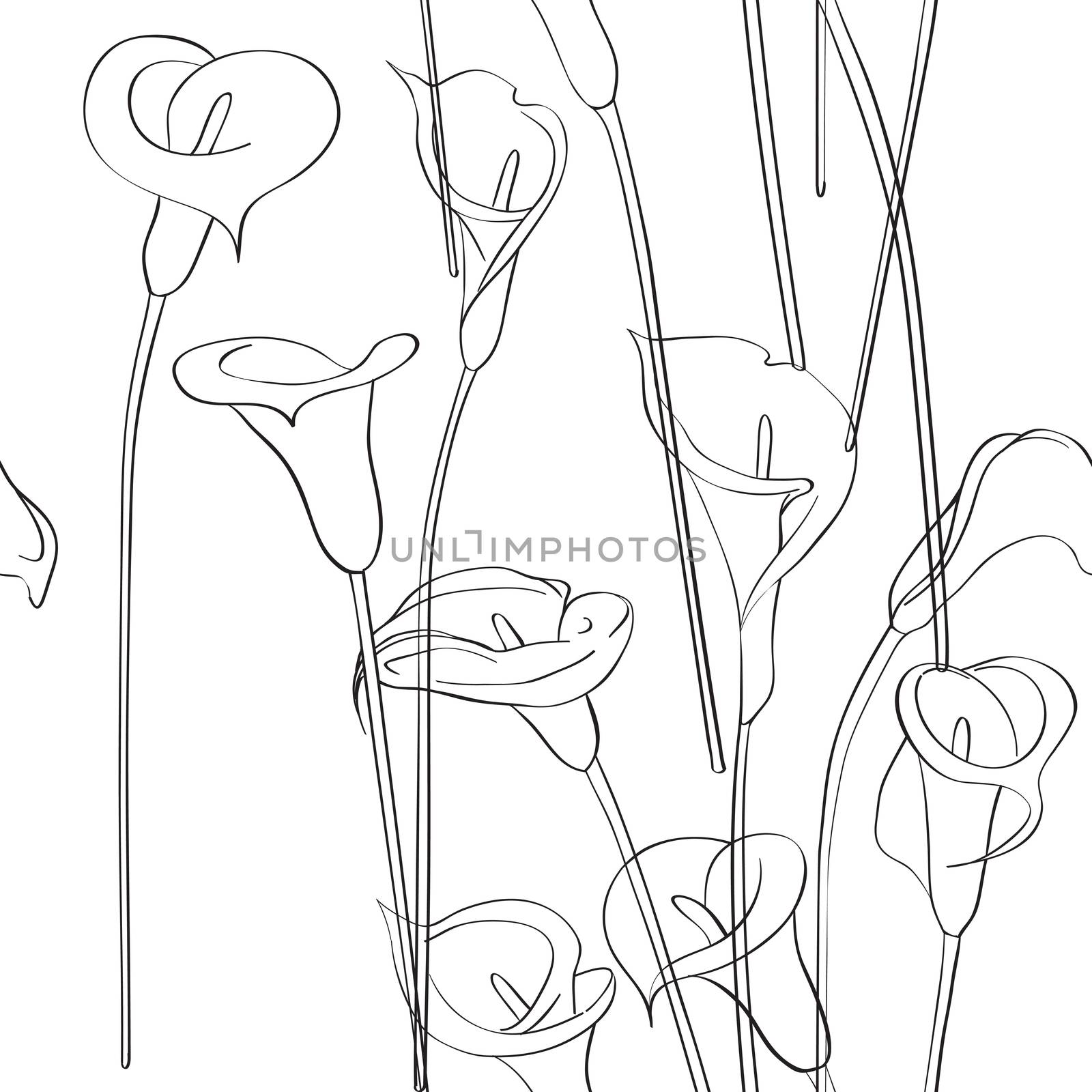 Calla asymmetrical sketch pattern, celebration invitation card on a white background
