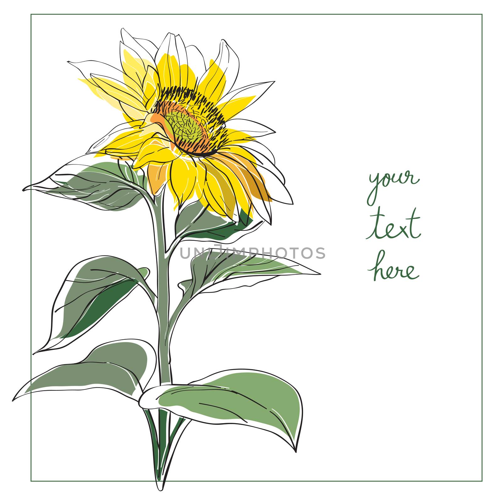 Sunflower card illustration, one element composition with simple frame over white
