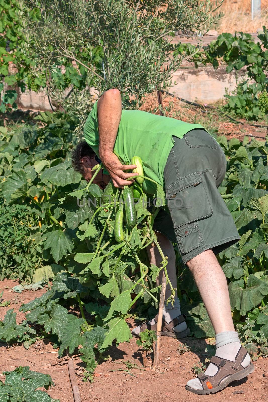 man collects vegetables in garden