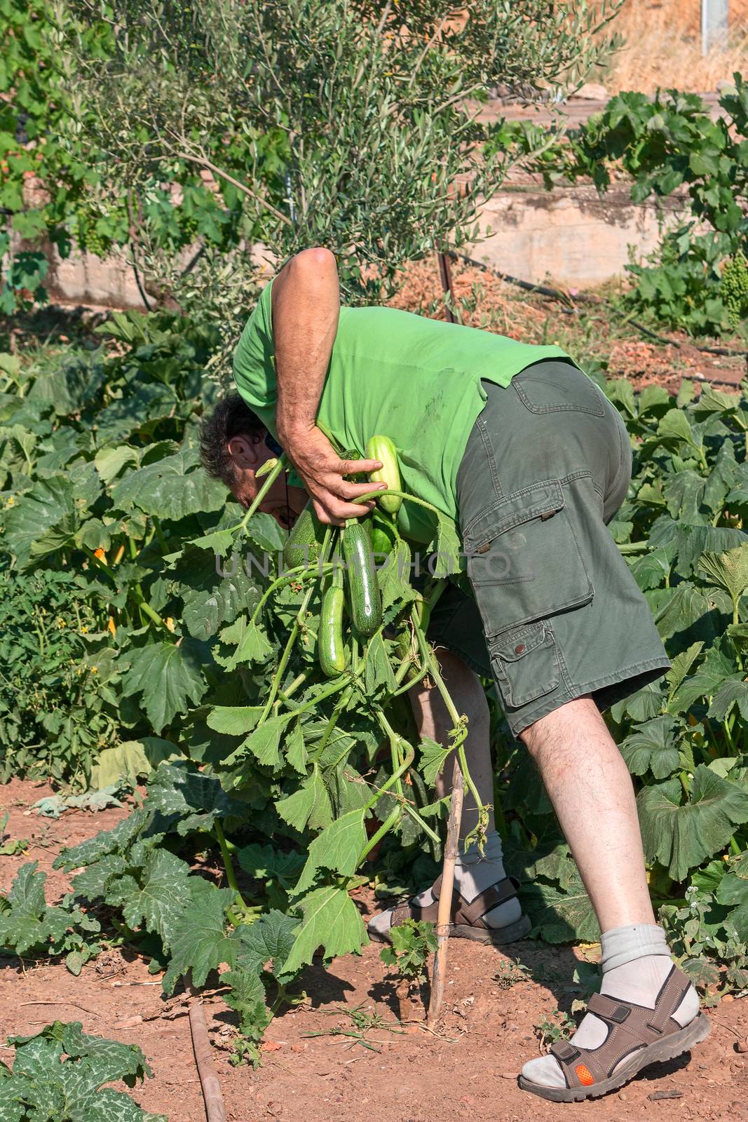 man in vegetable garden by EnzoArt