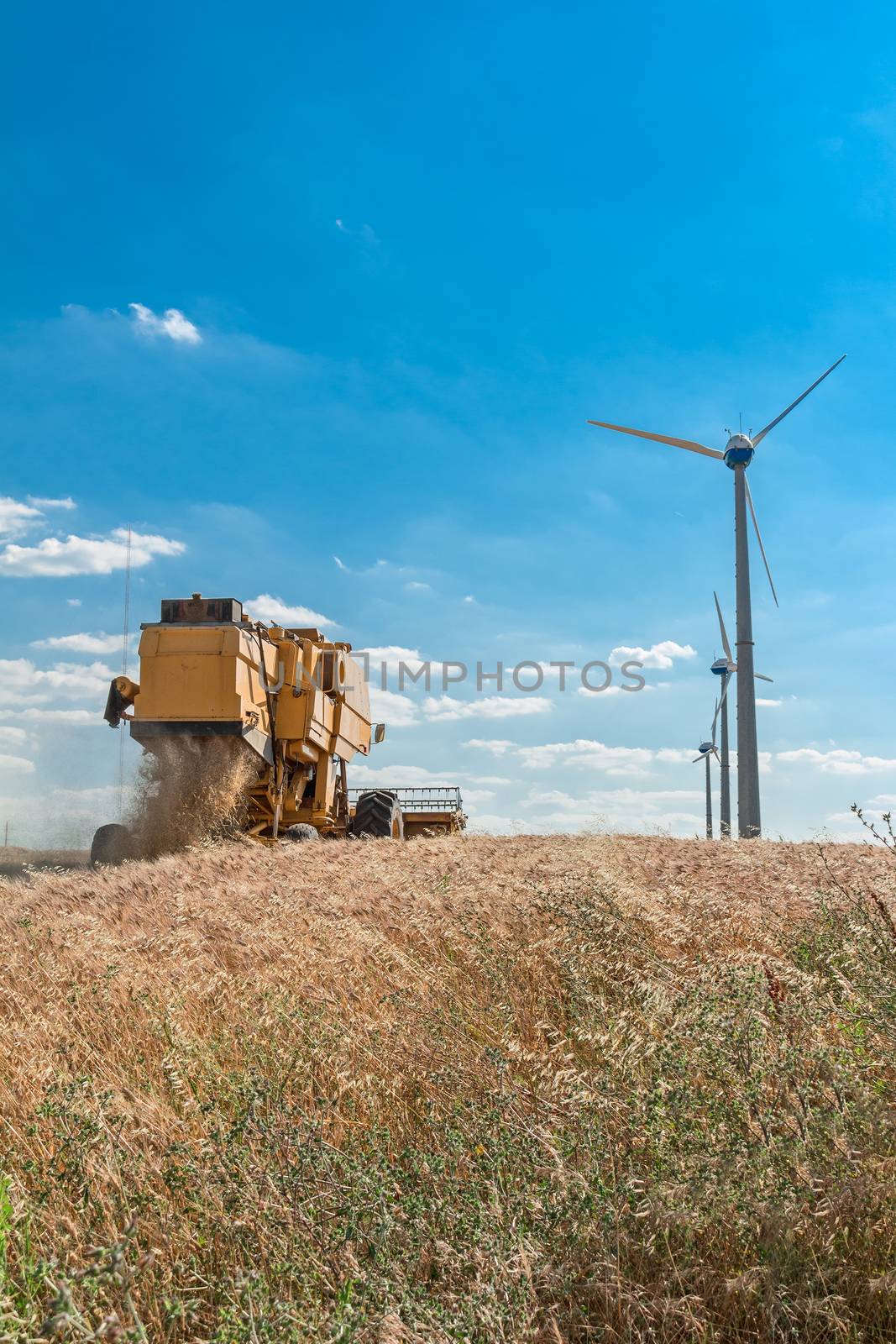 harvest in wheat field with wind turbine