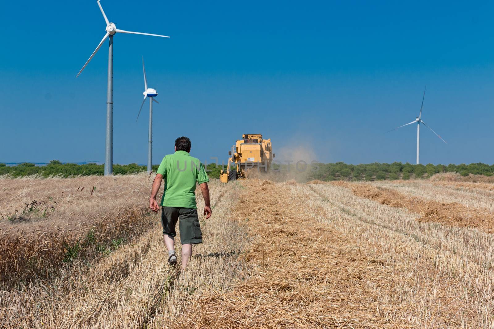 man follow harvester to work in wheat field