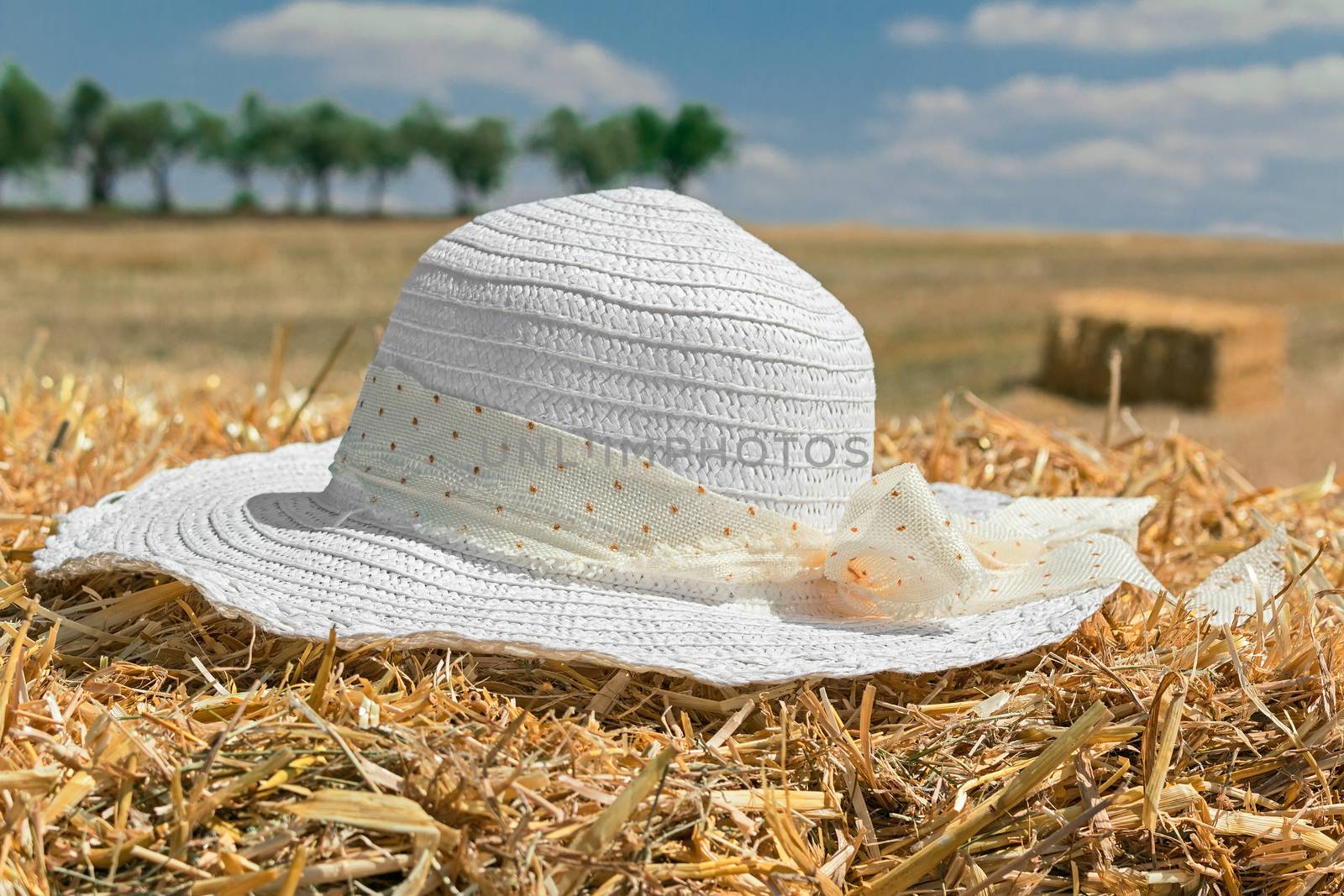 isolate white hat in wheat field