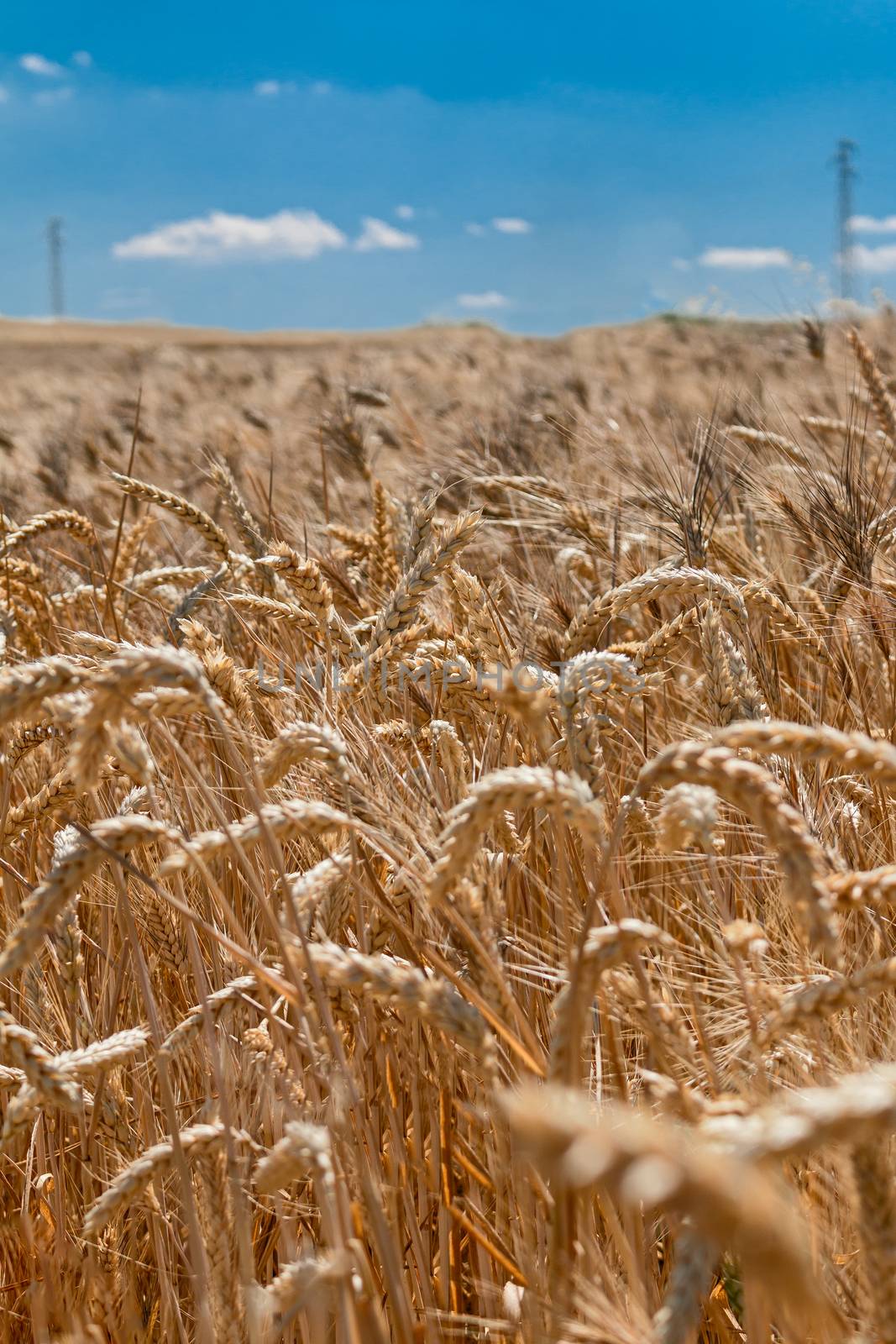 landscape of a gold wheat field