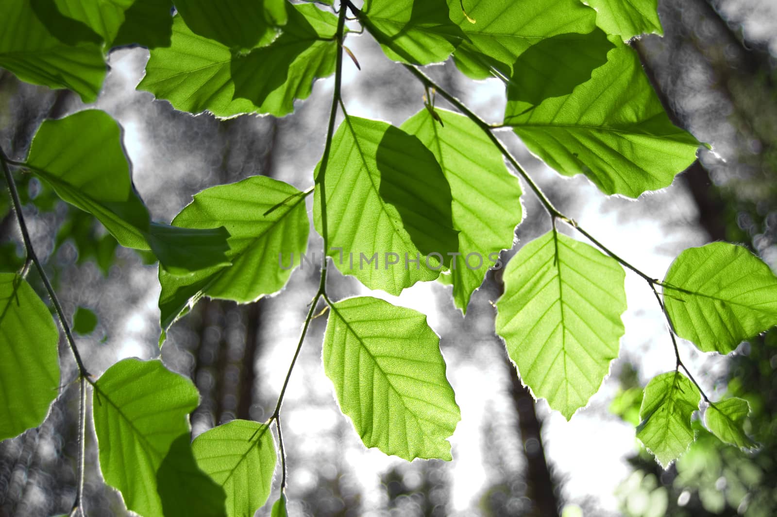 Leaves conceptual image. Green leaves in forest.