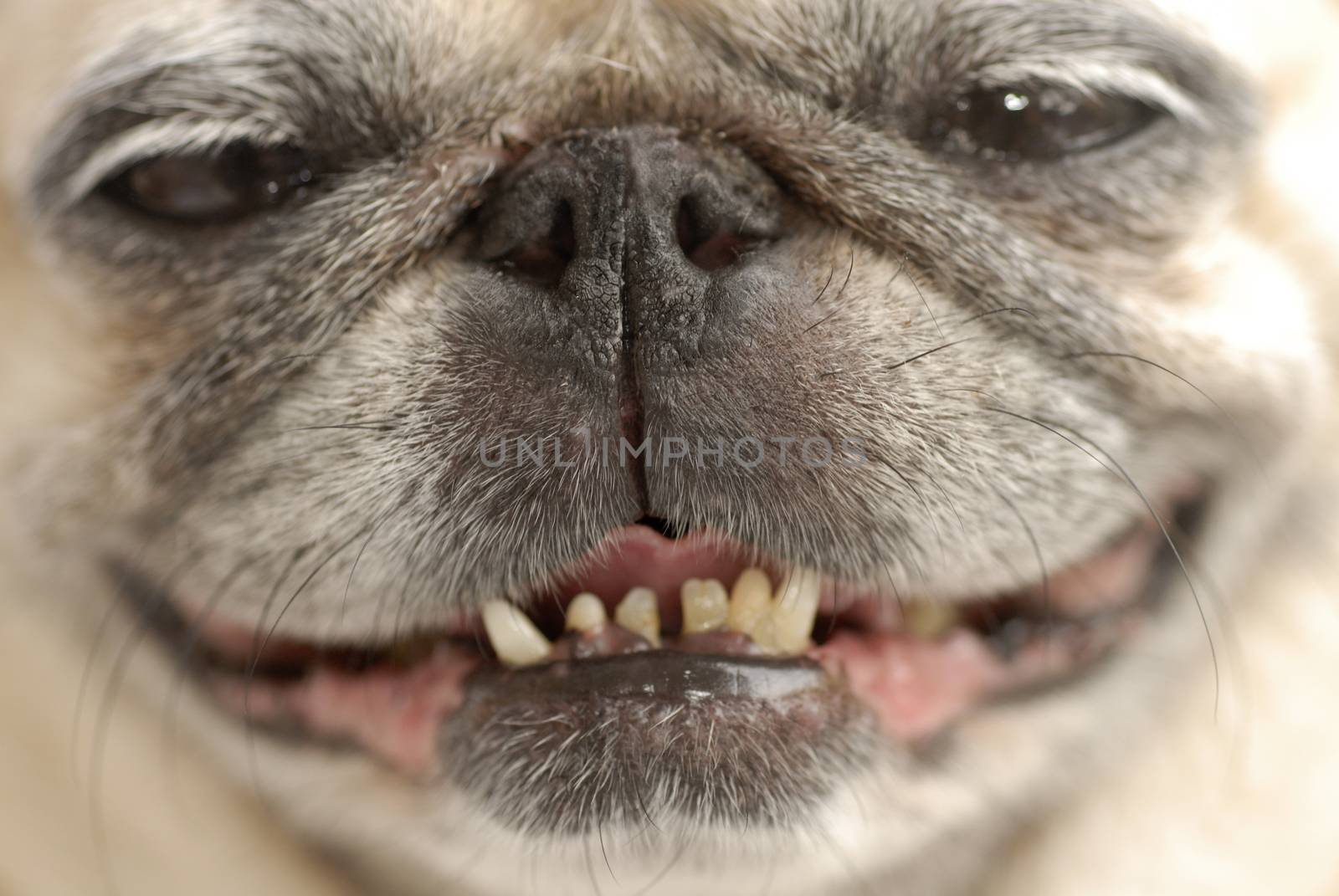 Pug with funky teeth by Paulmatthewphoto