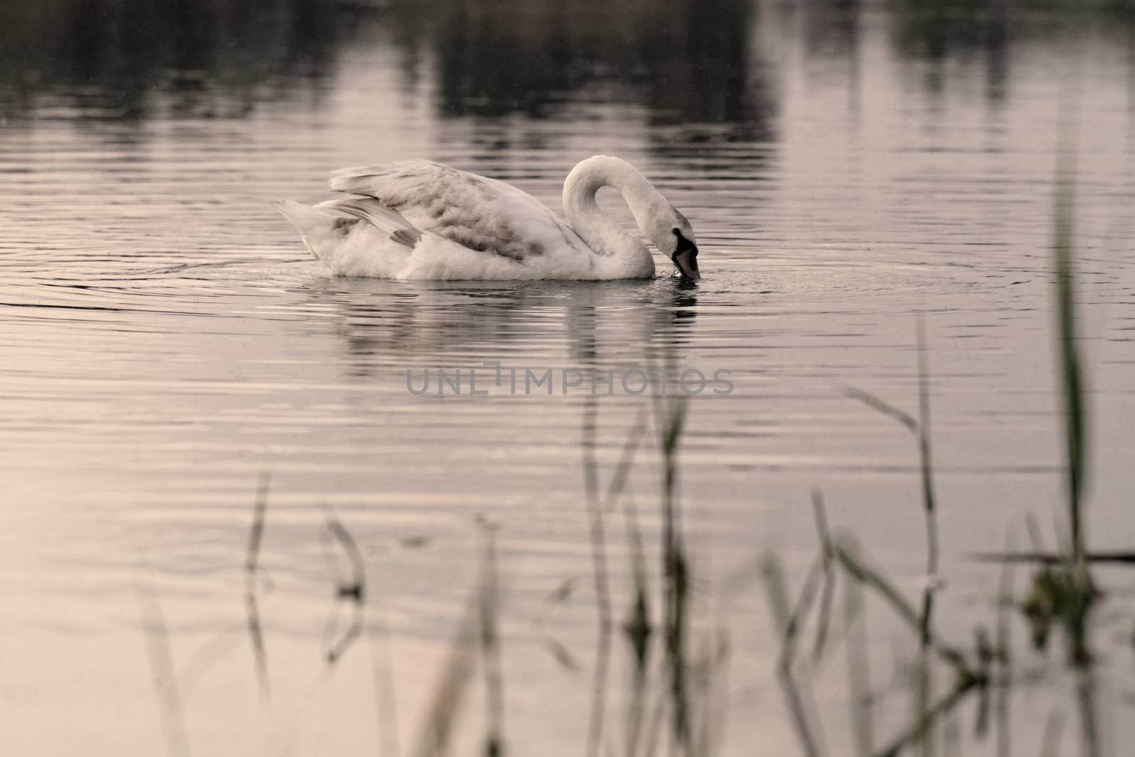 Lonely swan by Nneirda