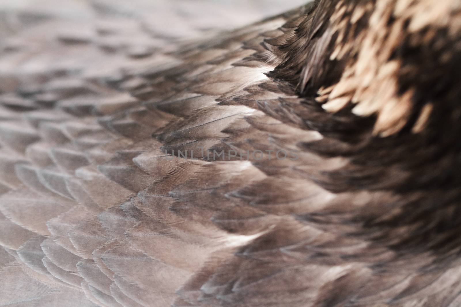 Feather by Nneirda