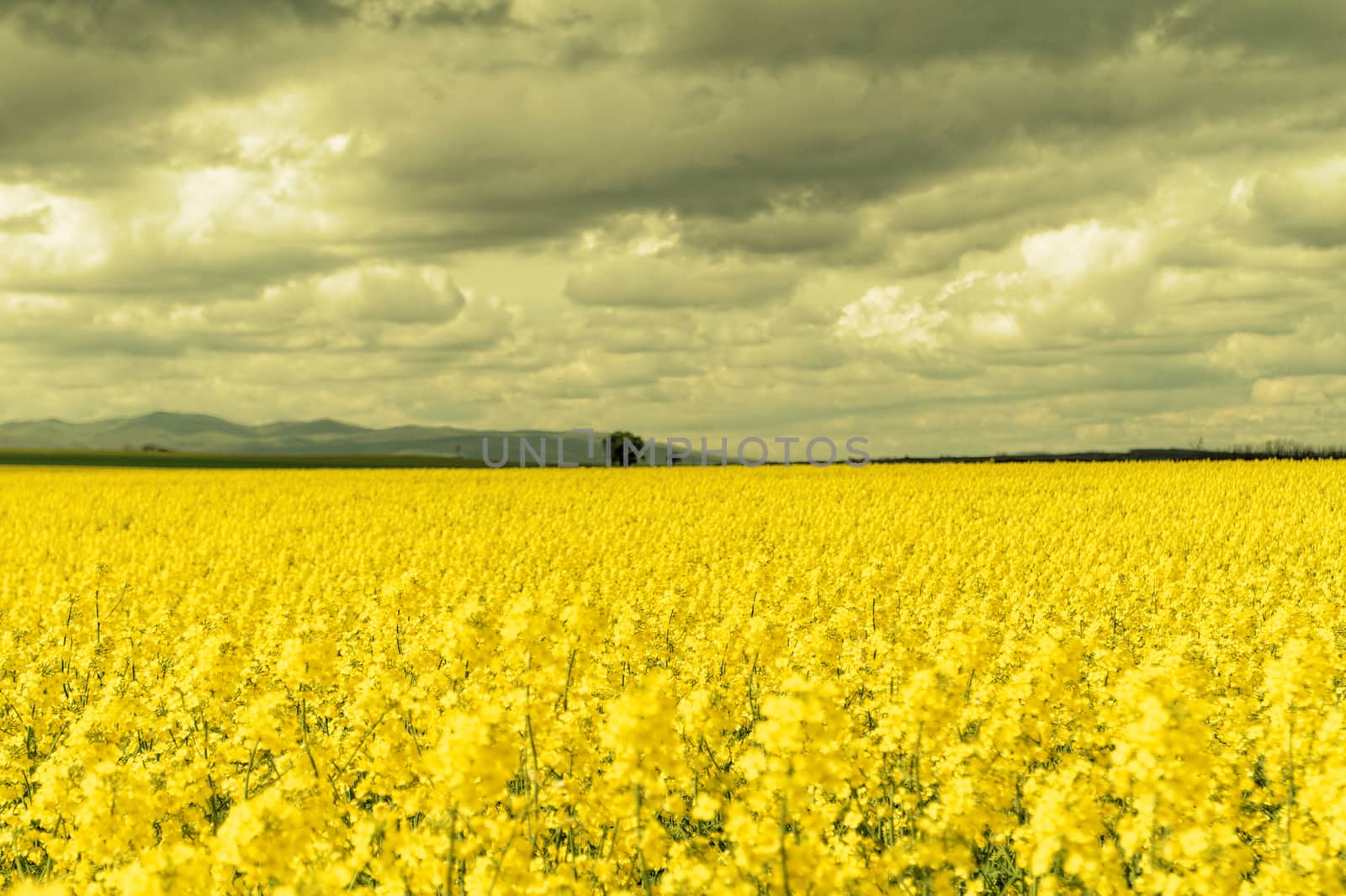 Field of rapeseed against sky with clouds
