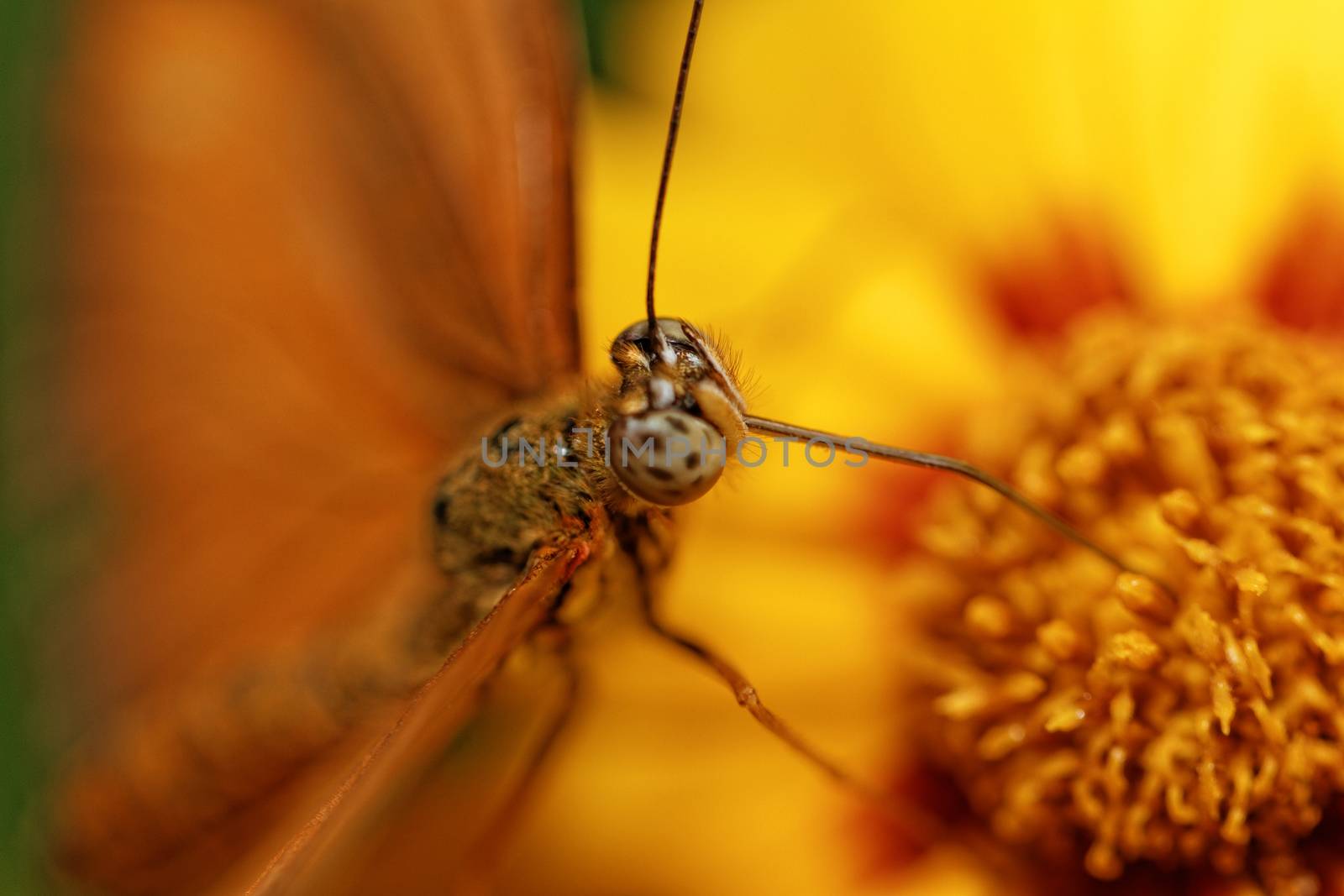 Orange butterfly by Nneirda