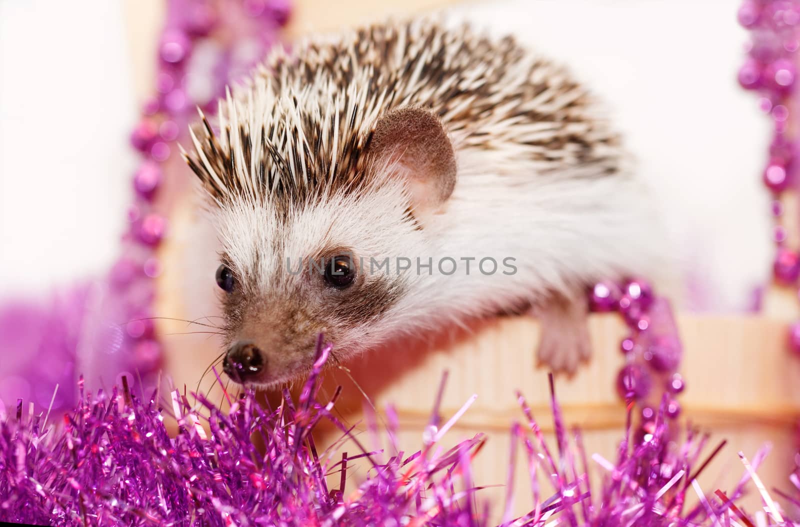 A cute little hedgehog with Christmas decorations