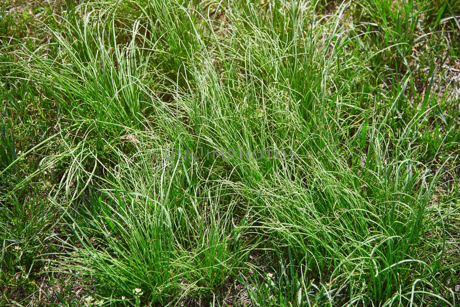 Close-up texture background of the grass on a ground