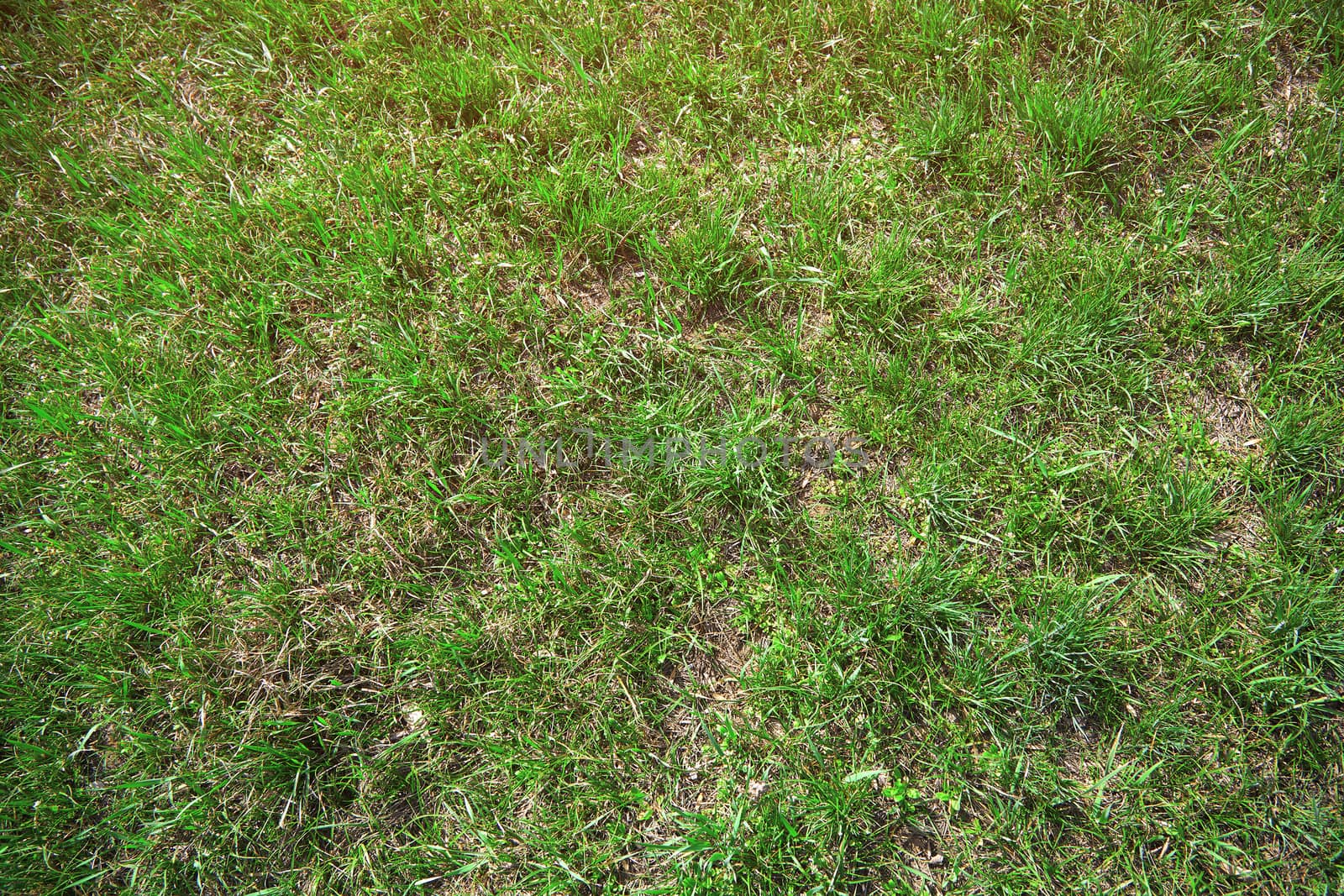 Close-up texture background of the grass on a ground