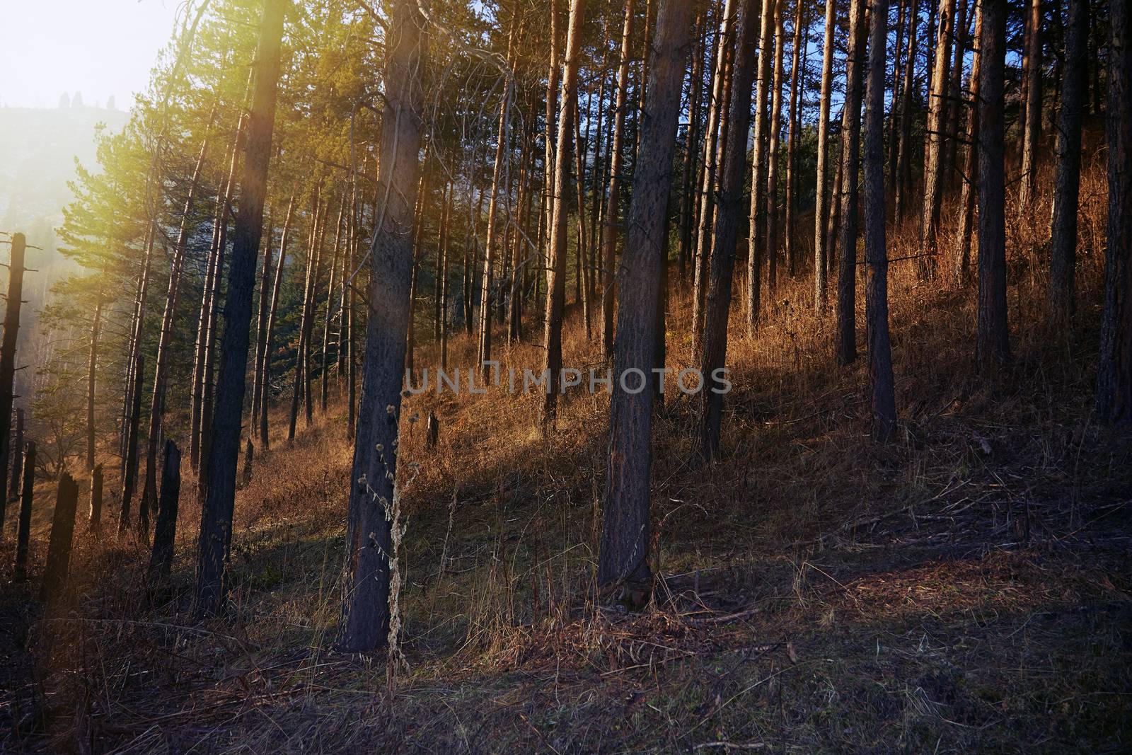 Pinewood forest during sunset in Scotland, UK. Europe
