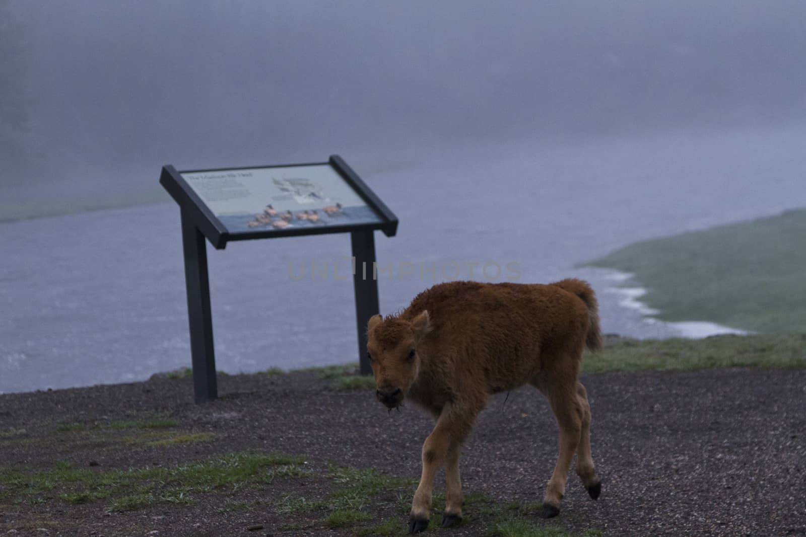 Curious bison calf walks near Yellowstone National Park interpretative sign on a misty spring morning.  Wildlife, especially baby mammals, are major attractions and often wander near visitors. Distinctive red color, very different than dark brown adult buffalo, makes the young animals very distinctive. 