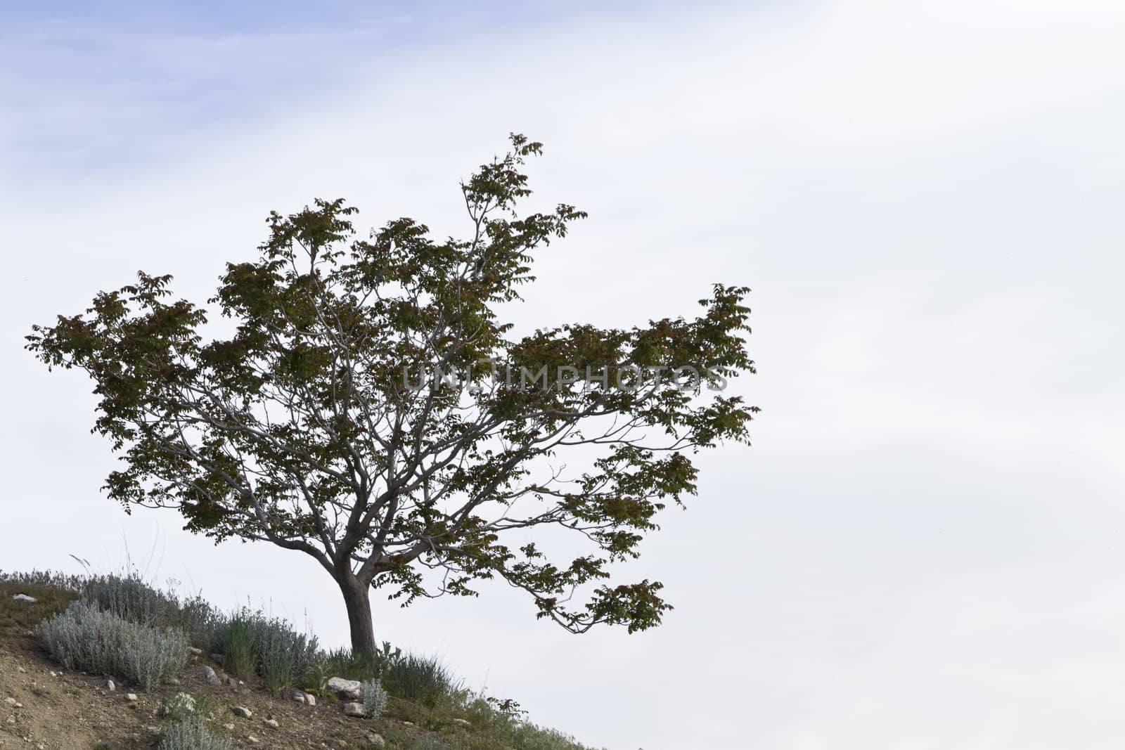 Elegant, wild tree on slope in Utah's Farmington Waterfowl Management Area, USA. Ample copy space on right and top of horizontal image.  The wildlife conservation area is located on the east shore of the Great Salt Lake. Birding tourism is most active during migration season. 