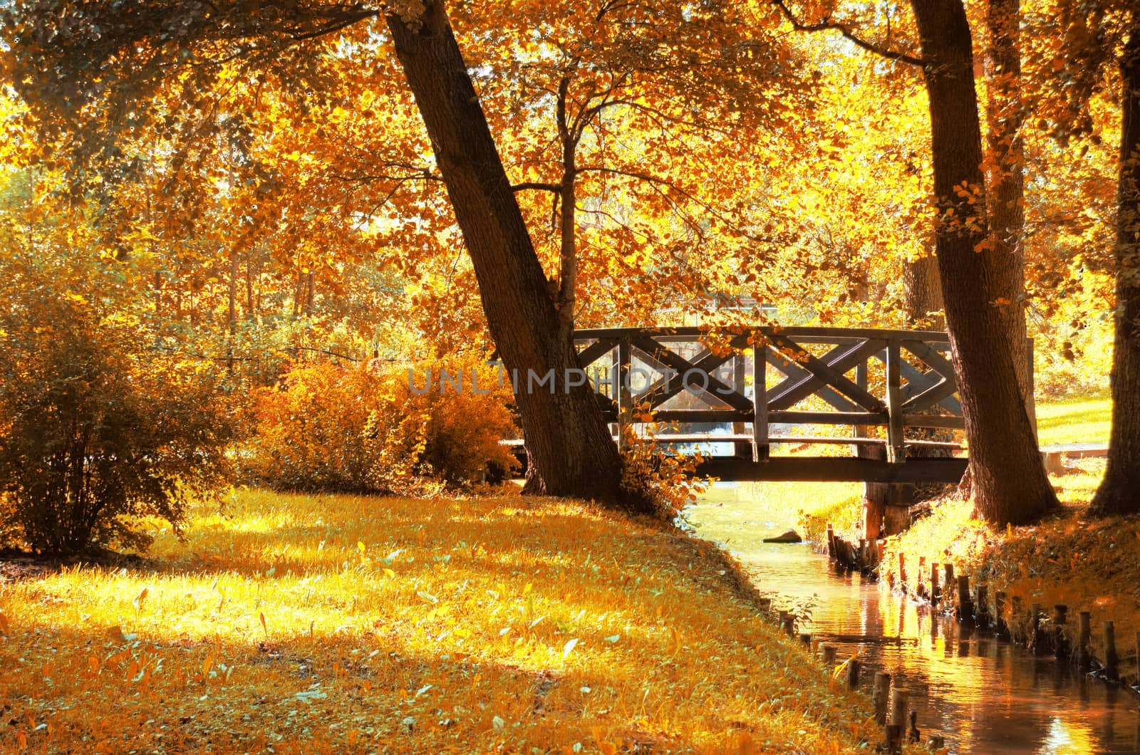 Autumn scenery. Beautiful gold fall in park.