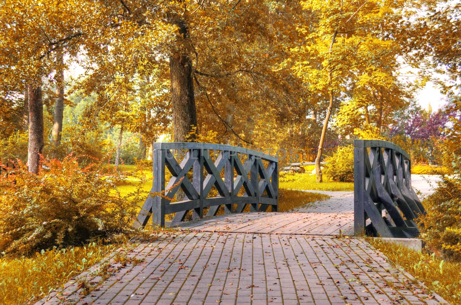 Autumn scenery. Beautiful gold fall in park.