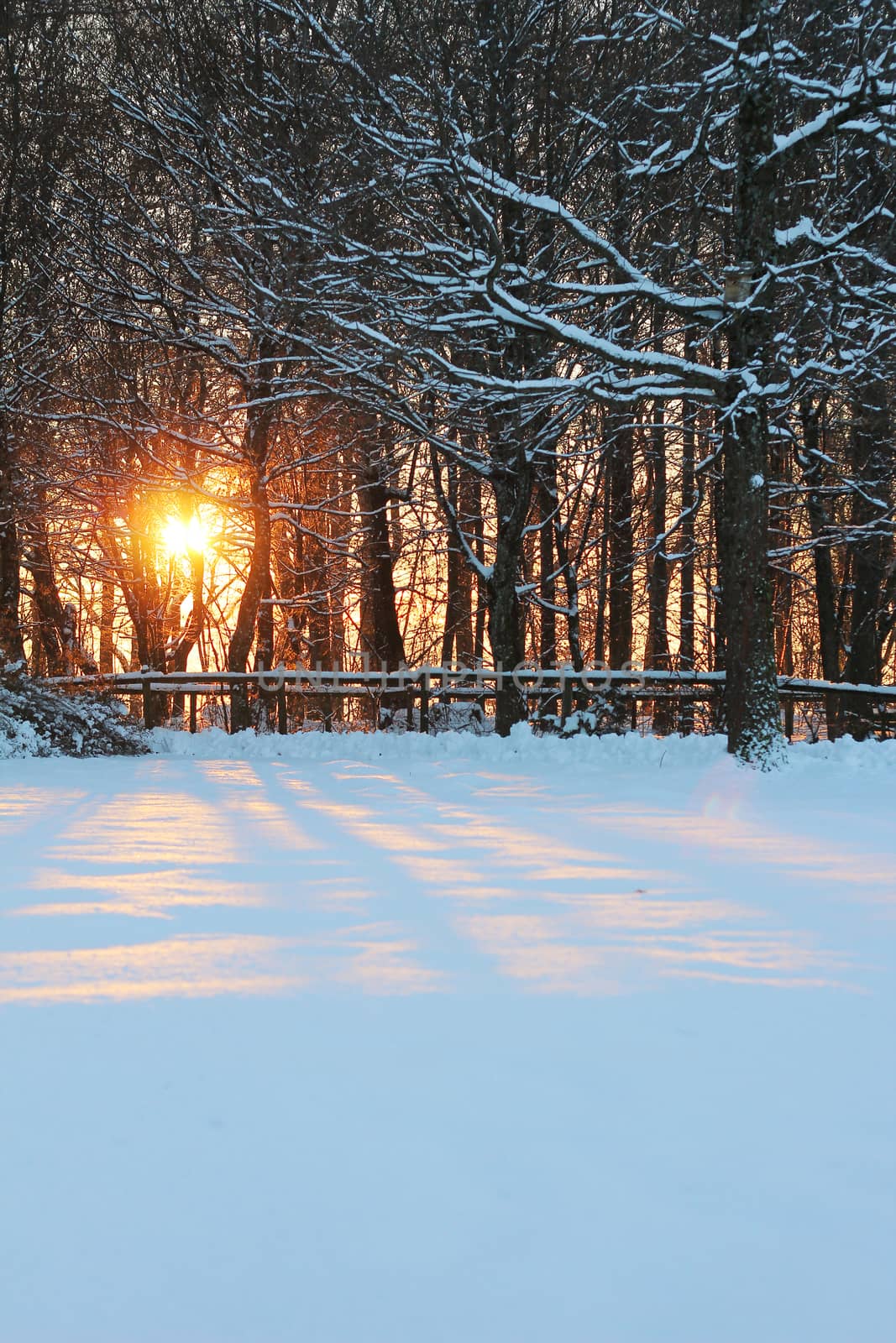 Bright orange sunset between trees in the snow.  by noimagination